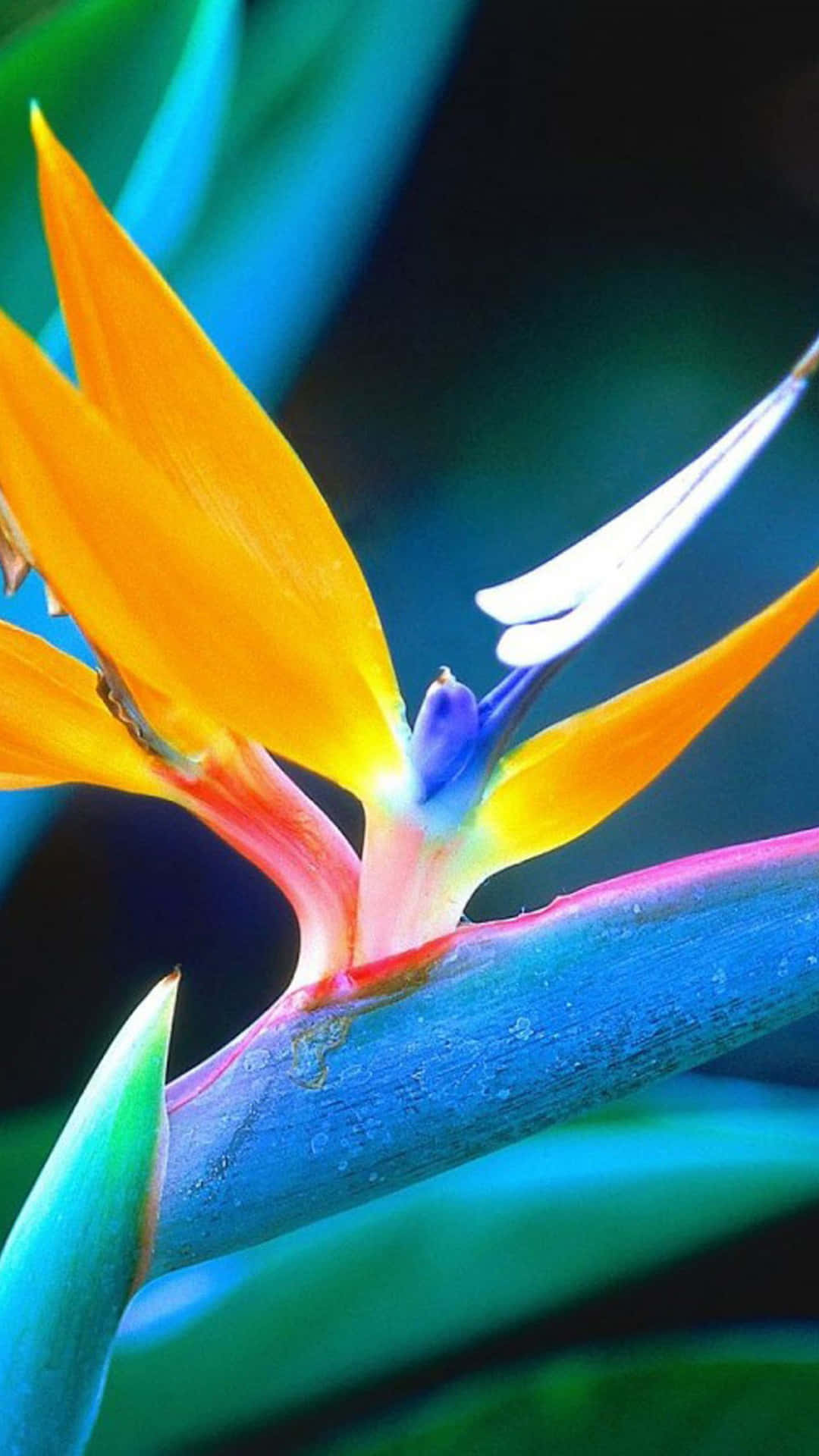 Birds Of Paradise Galaxy Note 4 Background