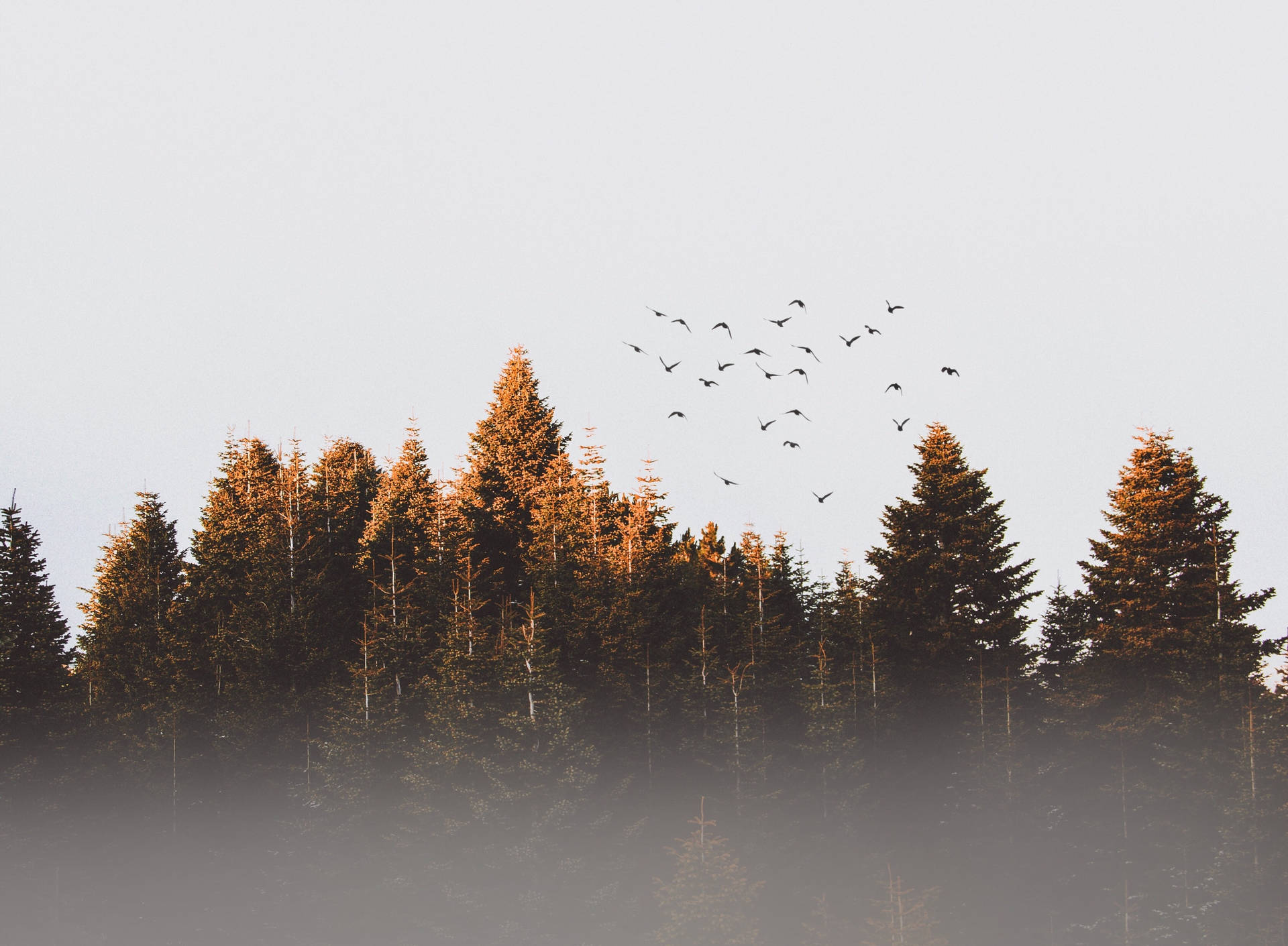 Birds On Foggy Trees Background