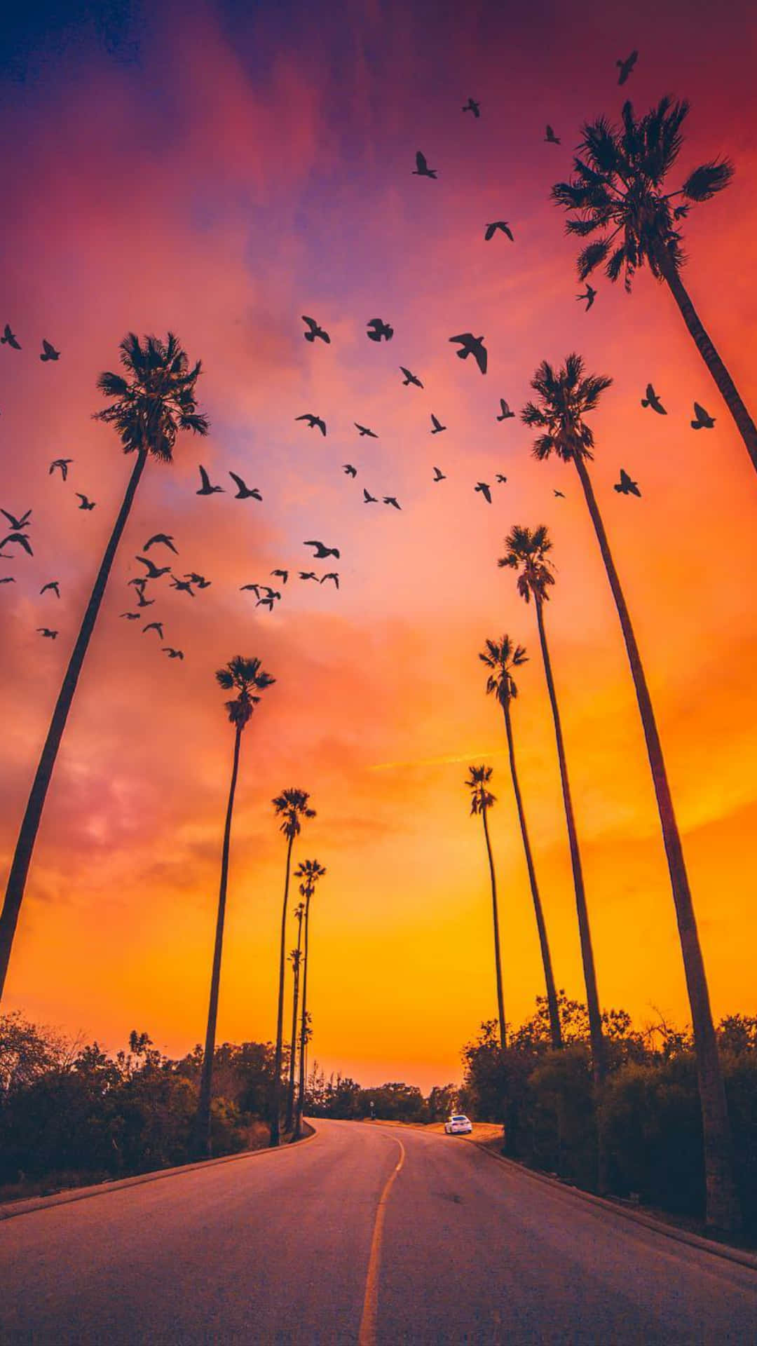 Birds On Sunset And Palm Tree Iphone Background