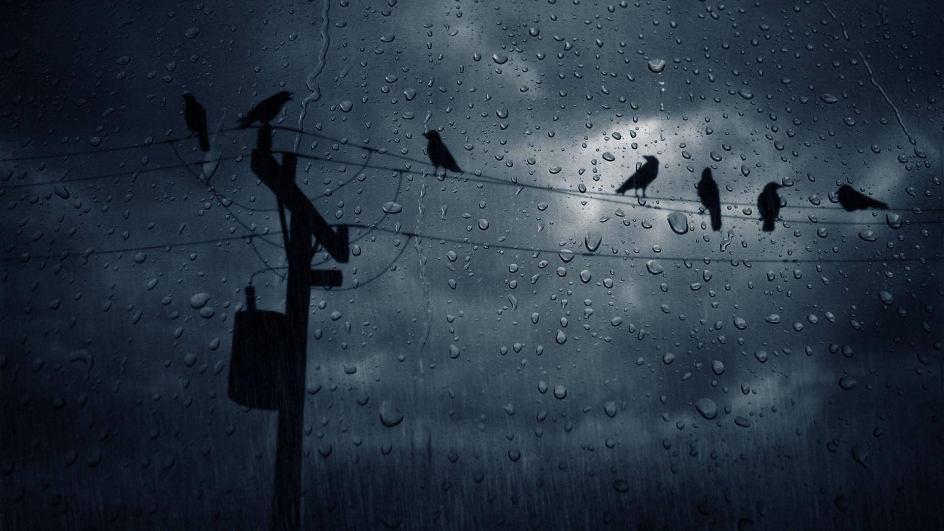 Birds Perched On Wires Most Beautiful Rain Background