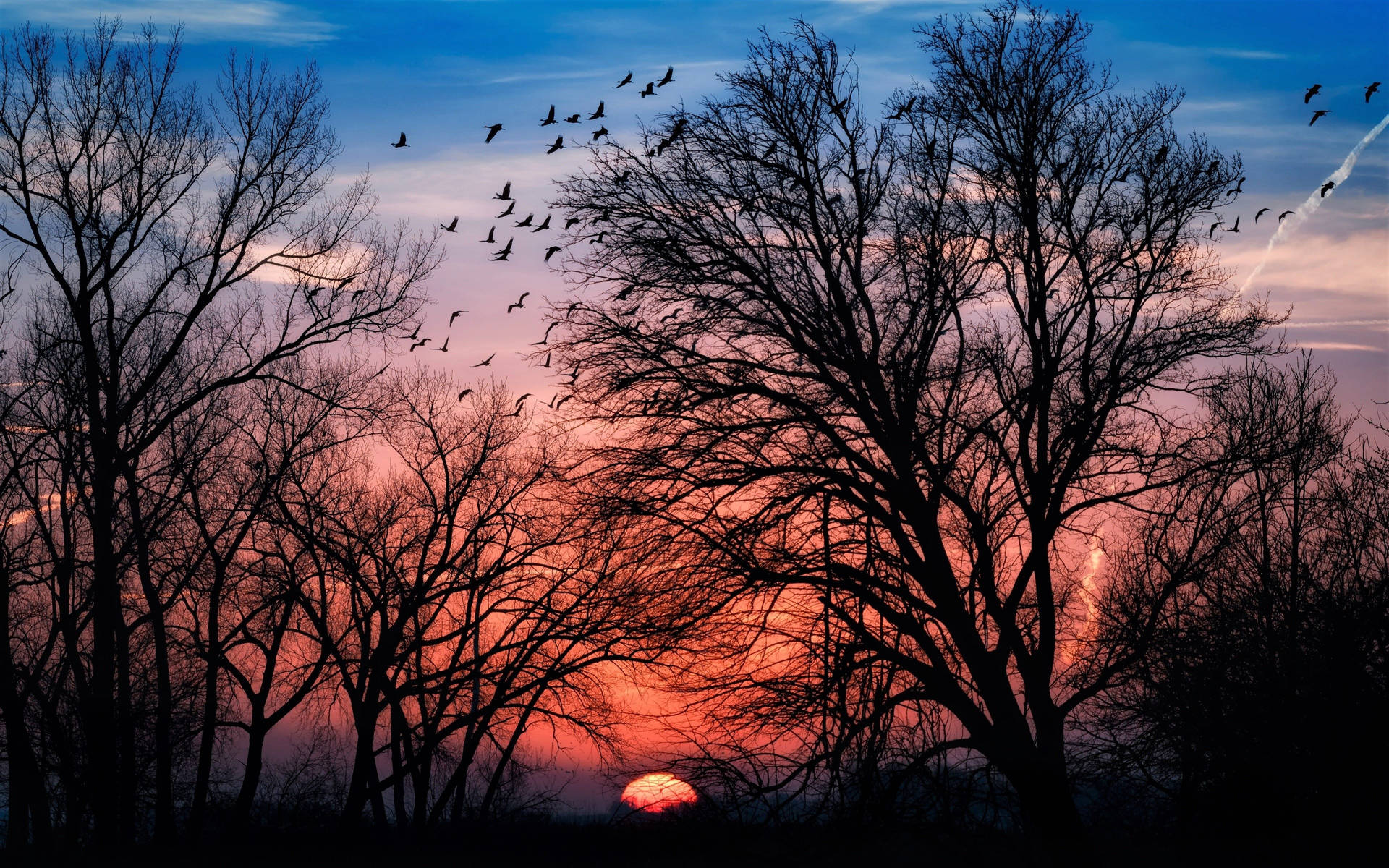 Birds Sunset Aesthetic Background