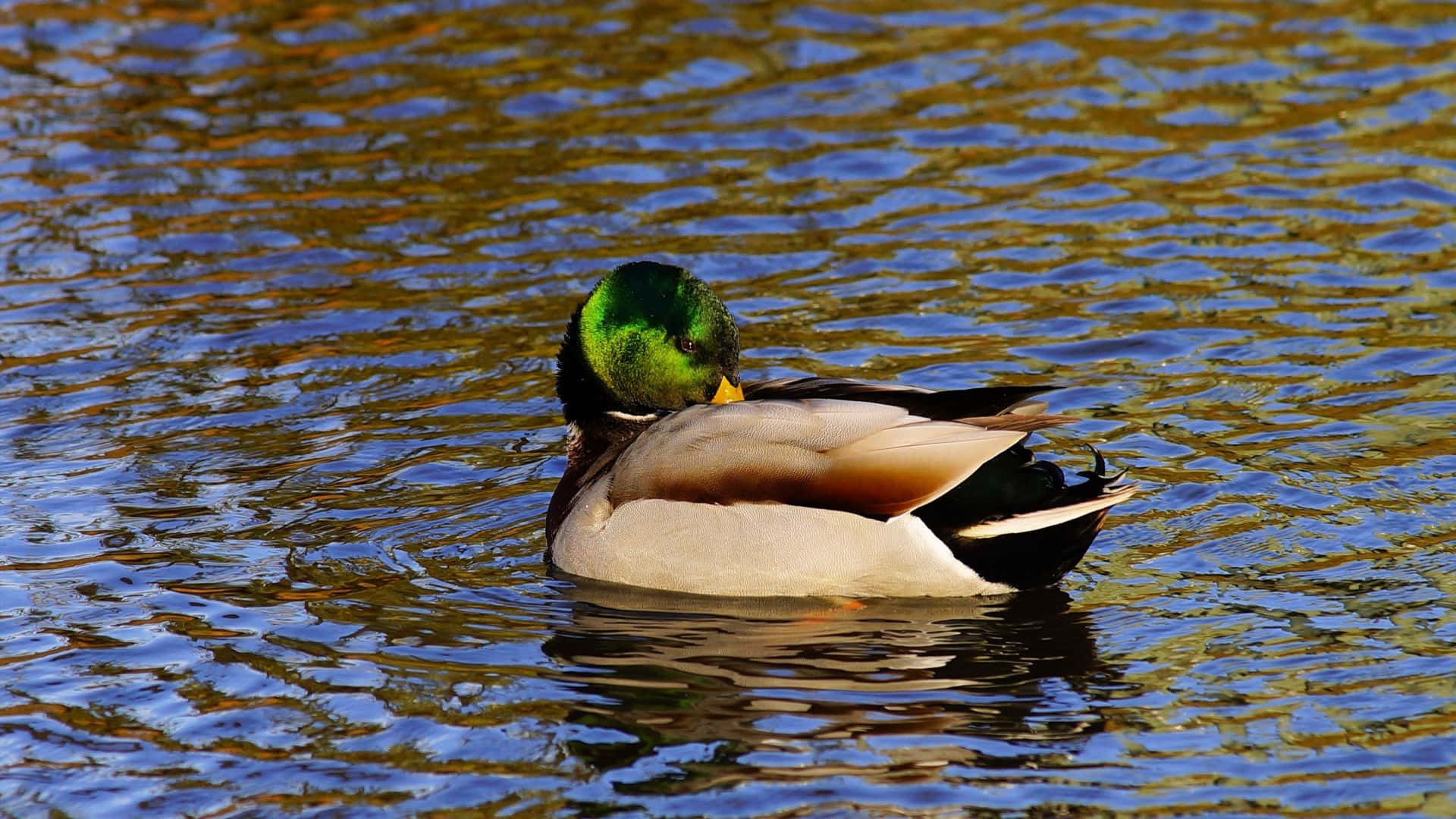 Birdwatching From The Comfort Of Your Desktop Background