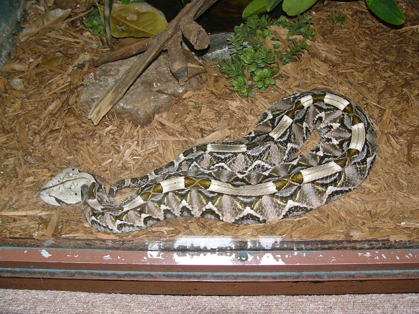 Birmingham Zoo Long Gaboon Viper Background