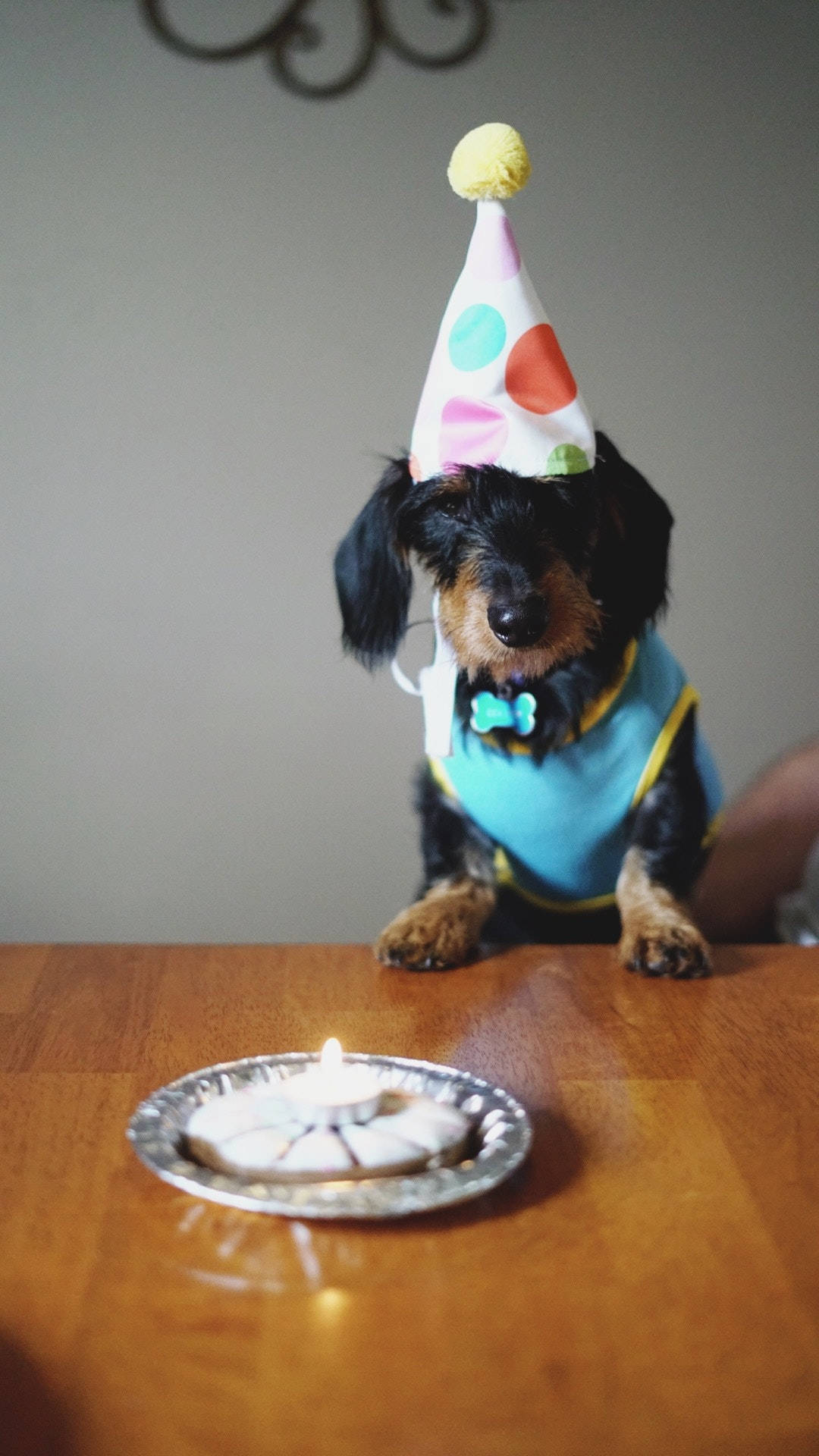 Birthday Dog With A Party Hat