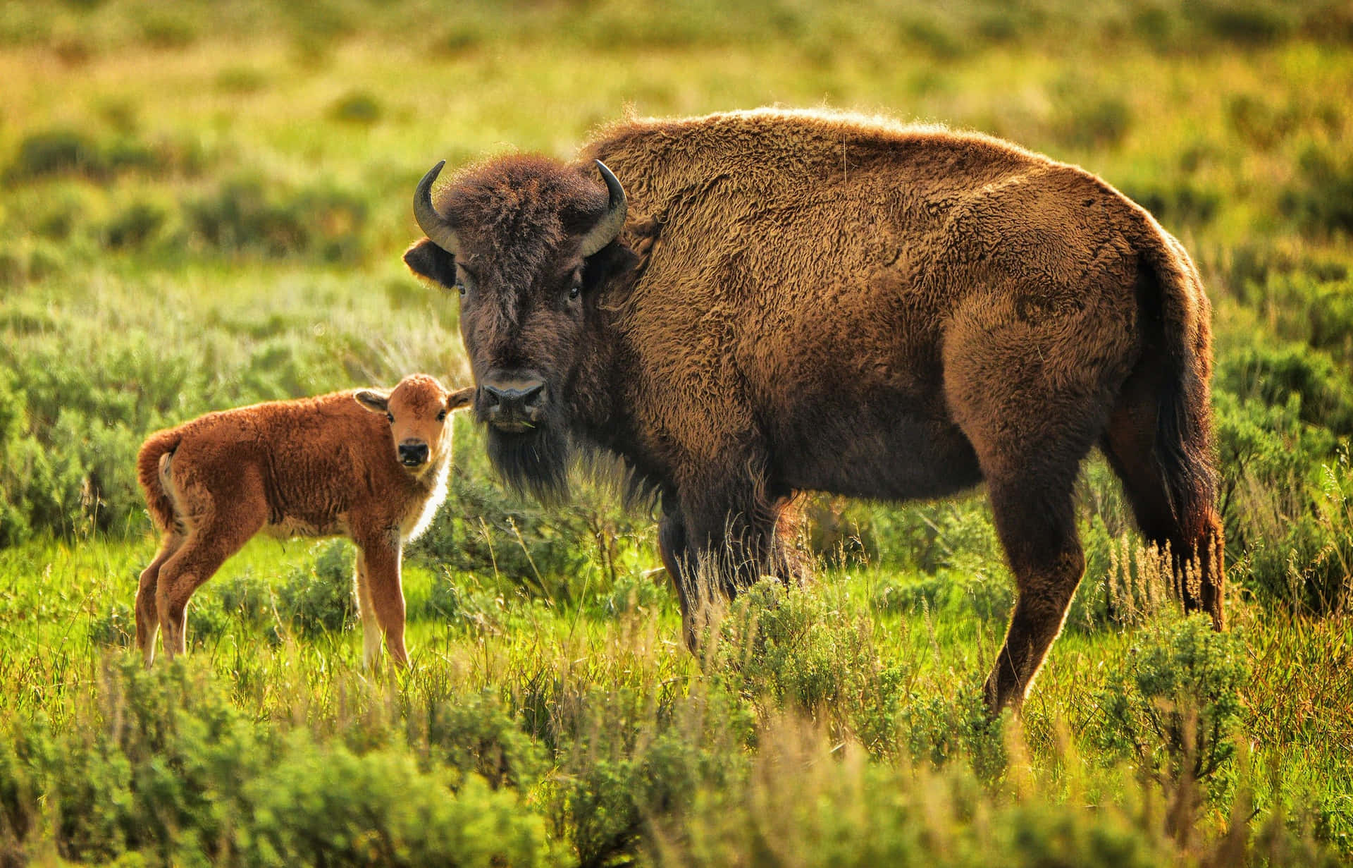 Bison_and_ Calf_in_ Grassland.jpg