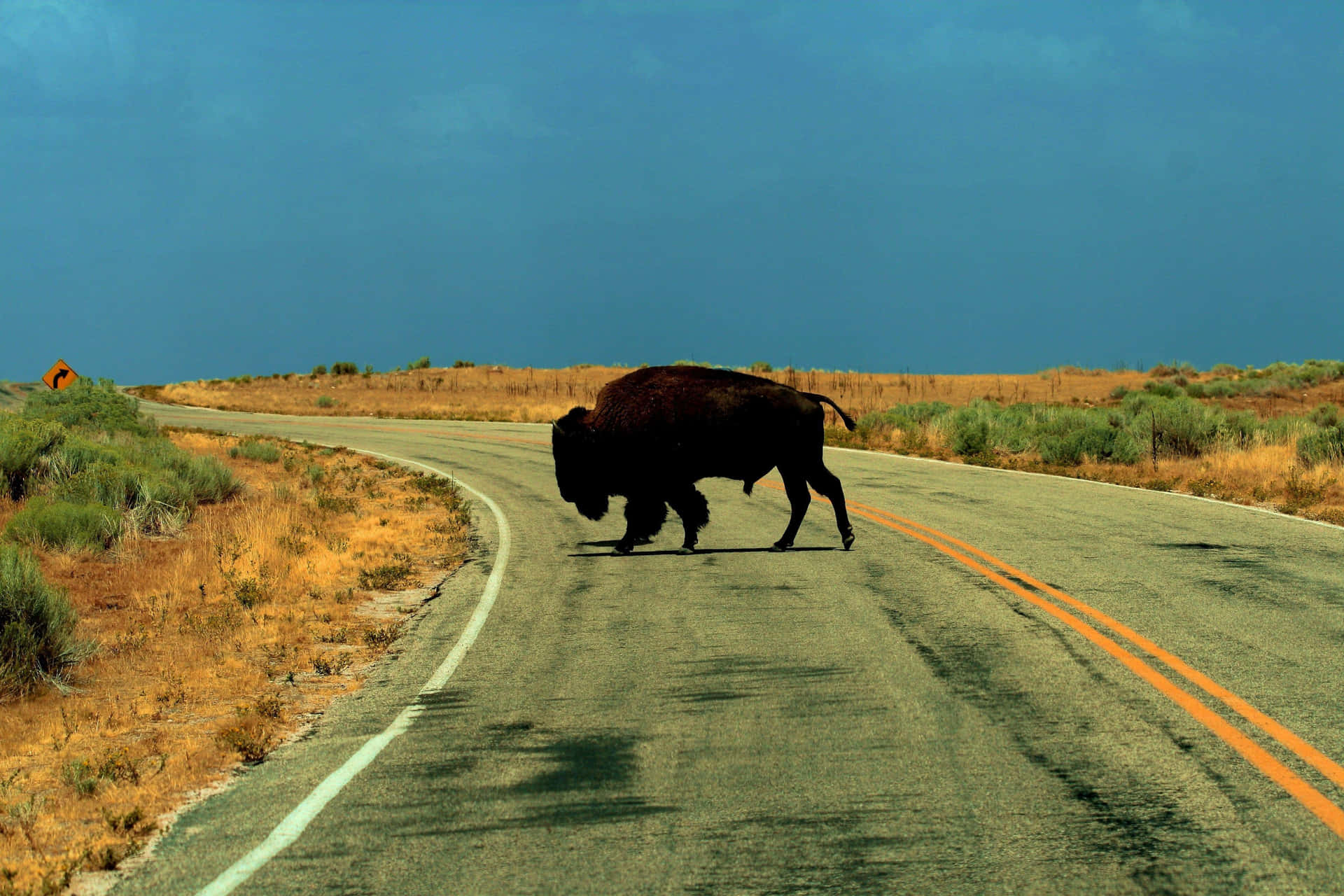 Bison Crossing Road