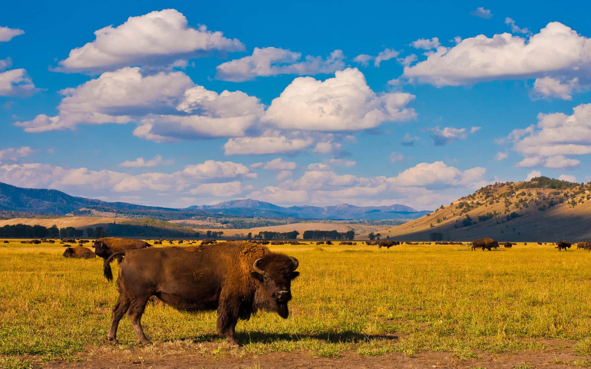 Bison Herdin Grassy Fieldwith Mountain Backdrop