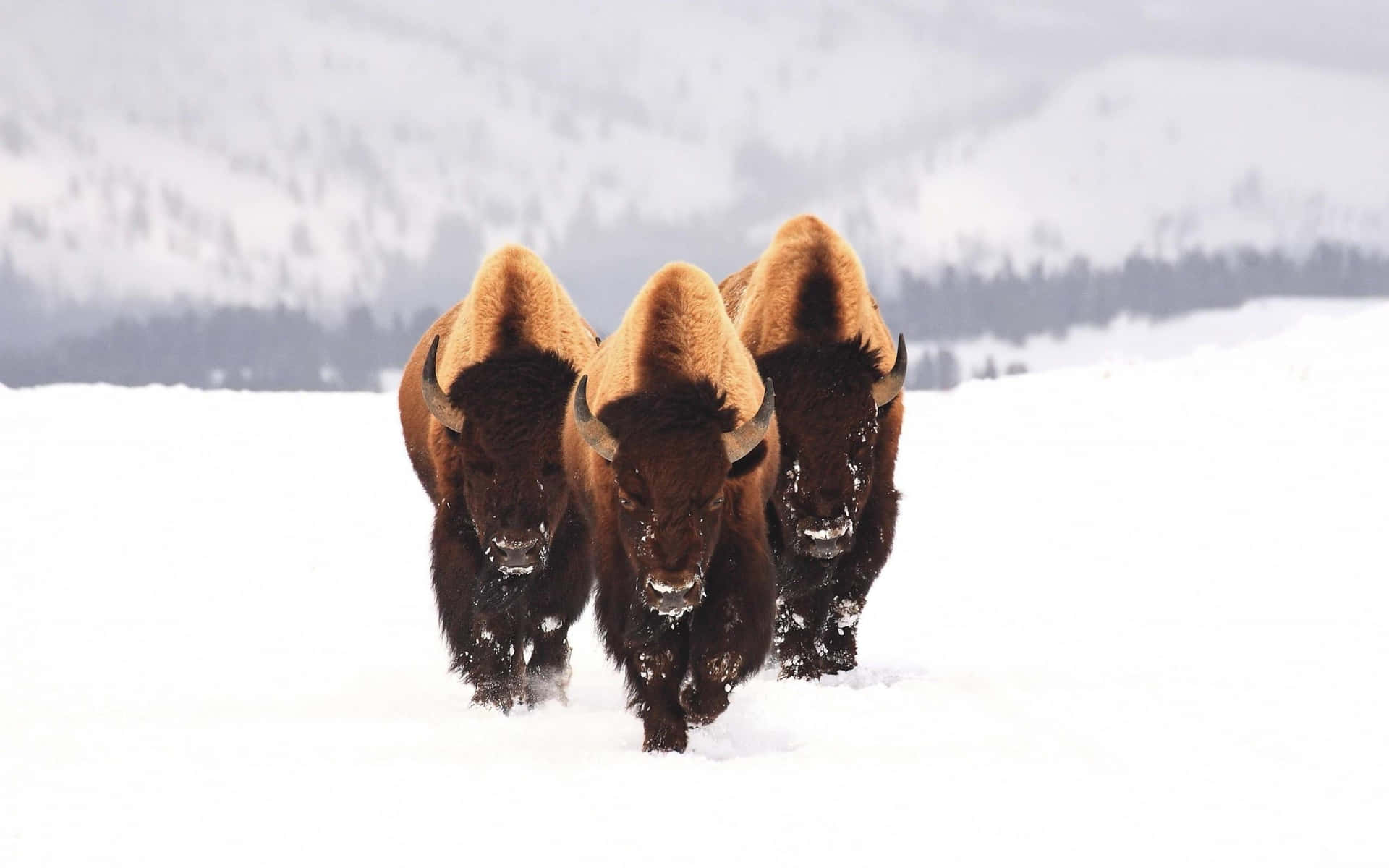 Bison_in_ Winter_ Snowscape