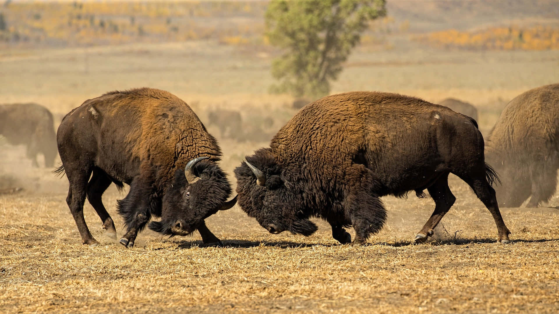 Bison Showdownin Autumn Background