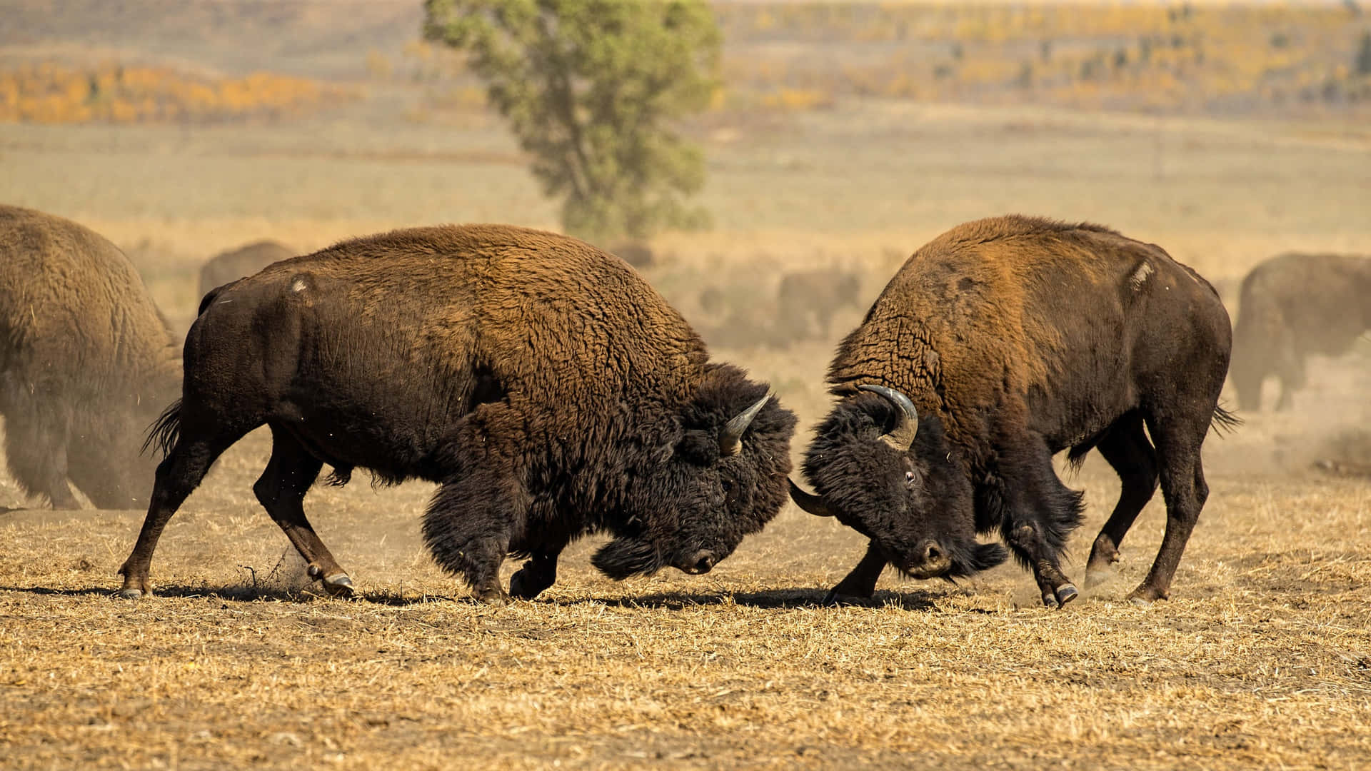 Bison Showdownin Wilderness.jpg Background