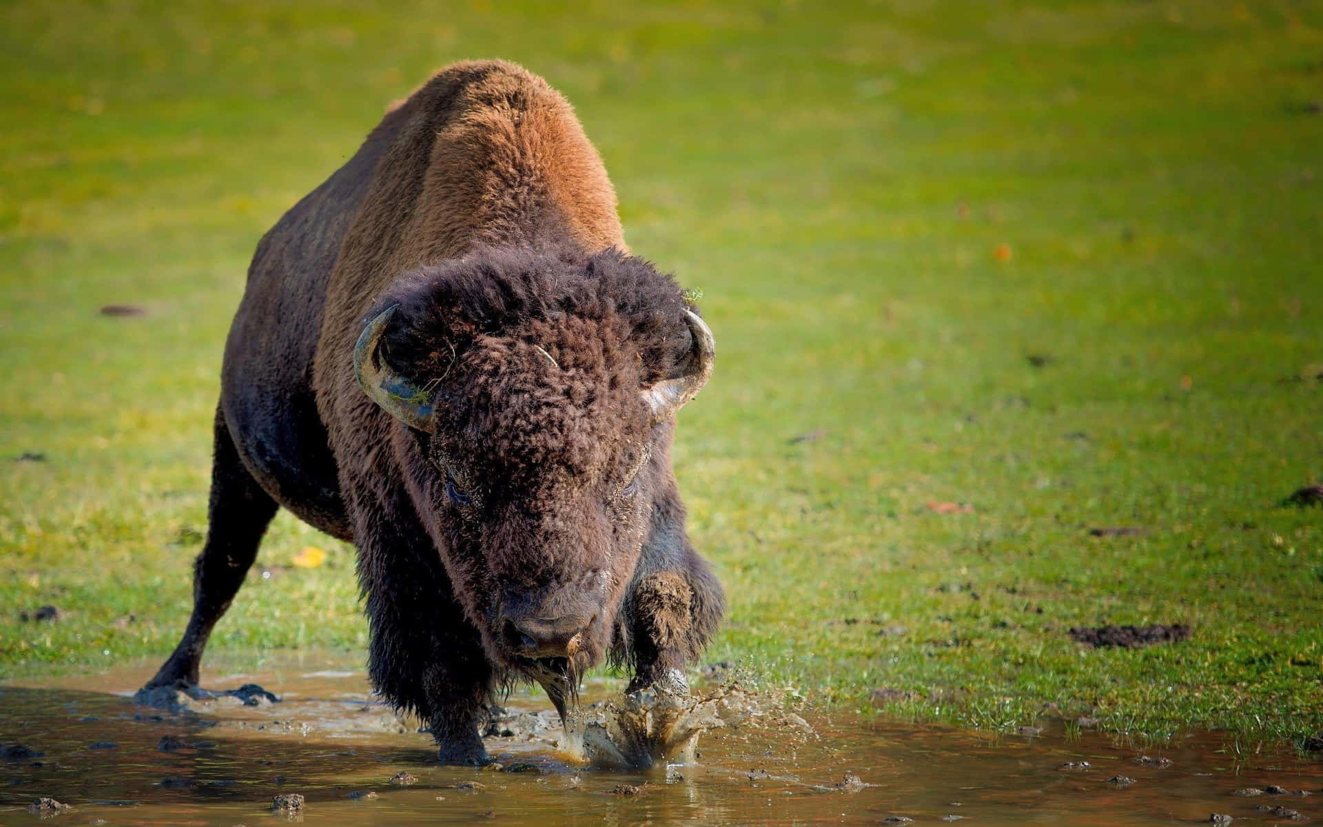 Bison Wadingin Water Background