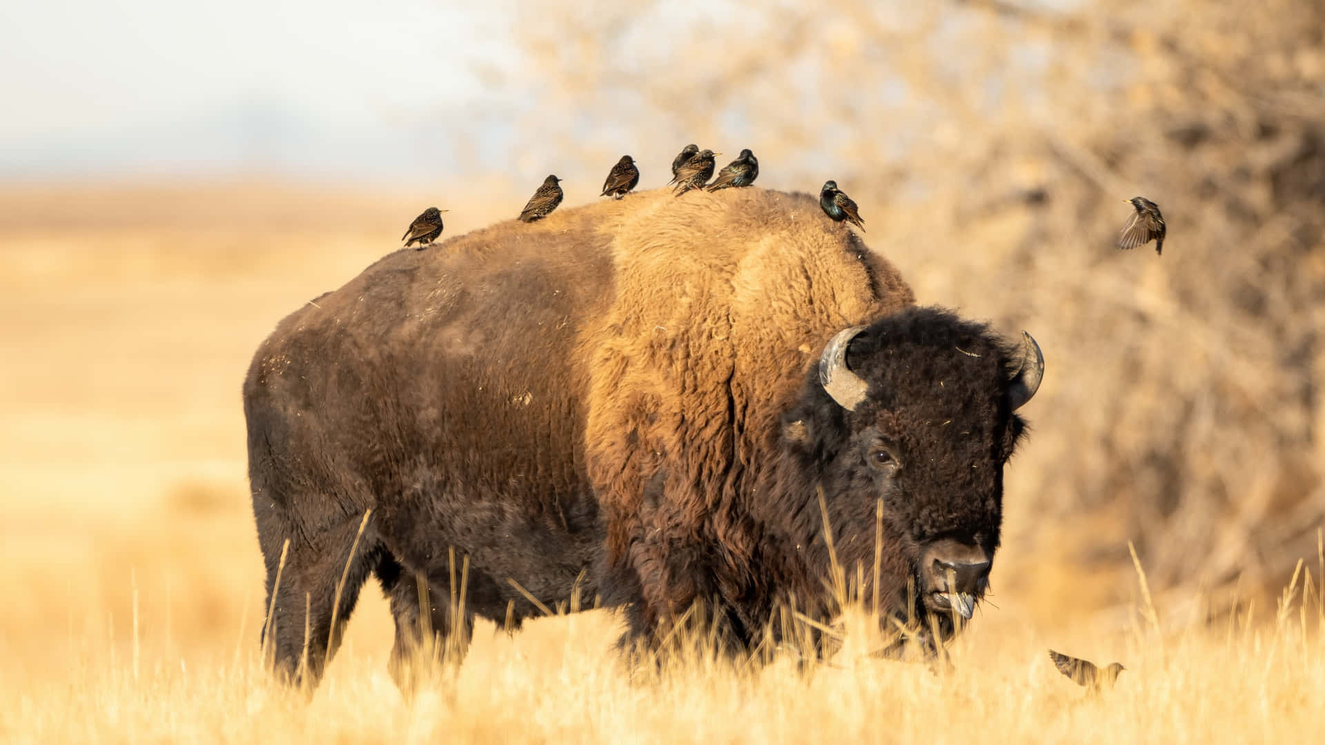 Bison_with_ Birds_ Perched Background