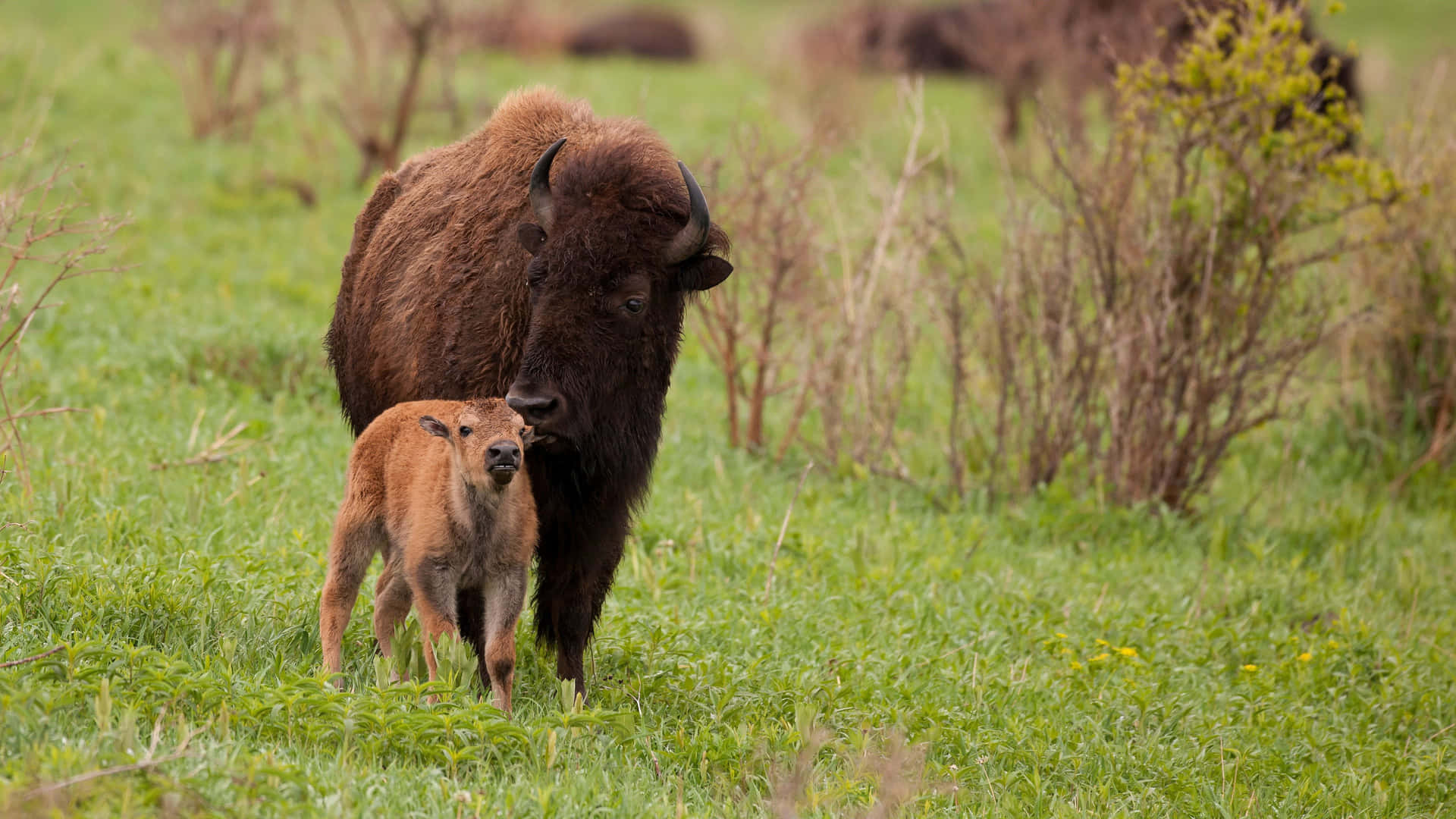 Bisonand Calfin Meadow.jpg