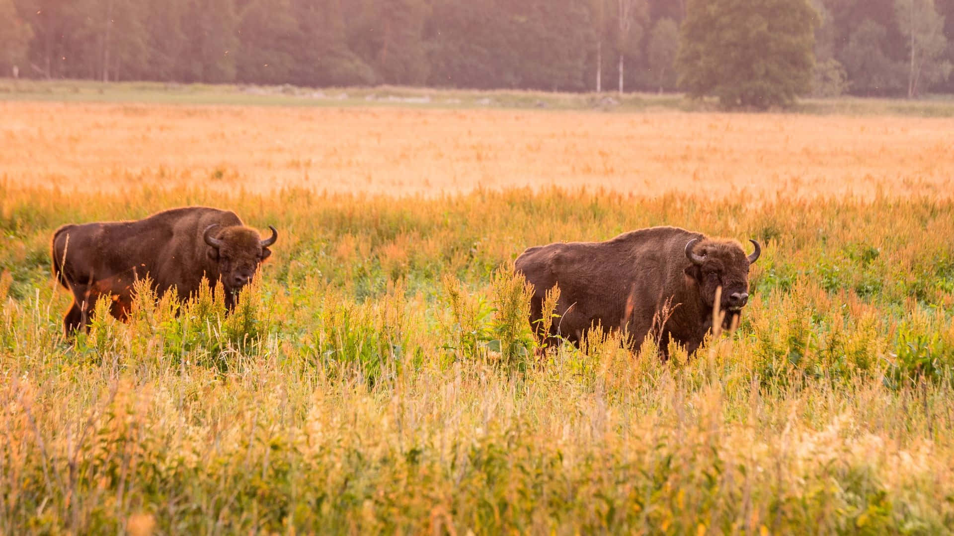 Bisonin Grasslandat Dusk Background