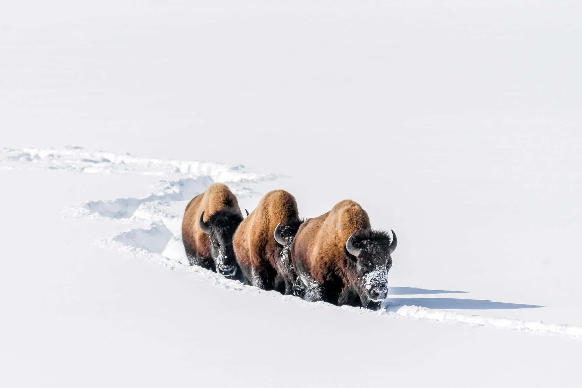 Bisonin Snow Trail.jpg