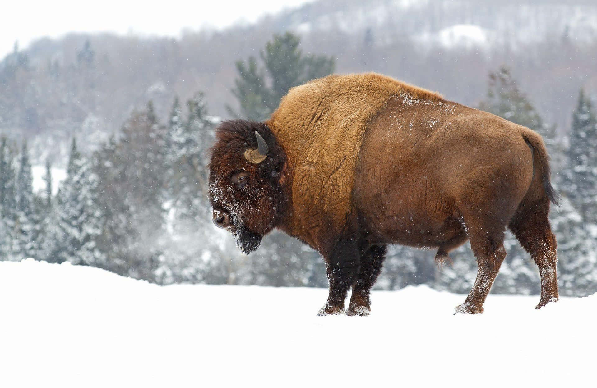 Bisonin Snowy Landscape Background