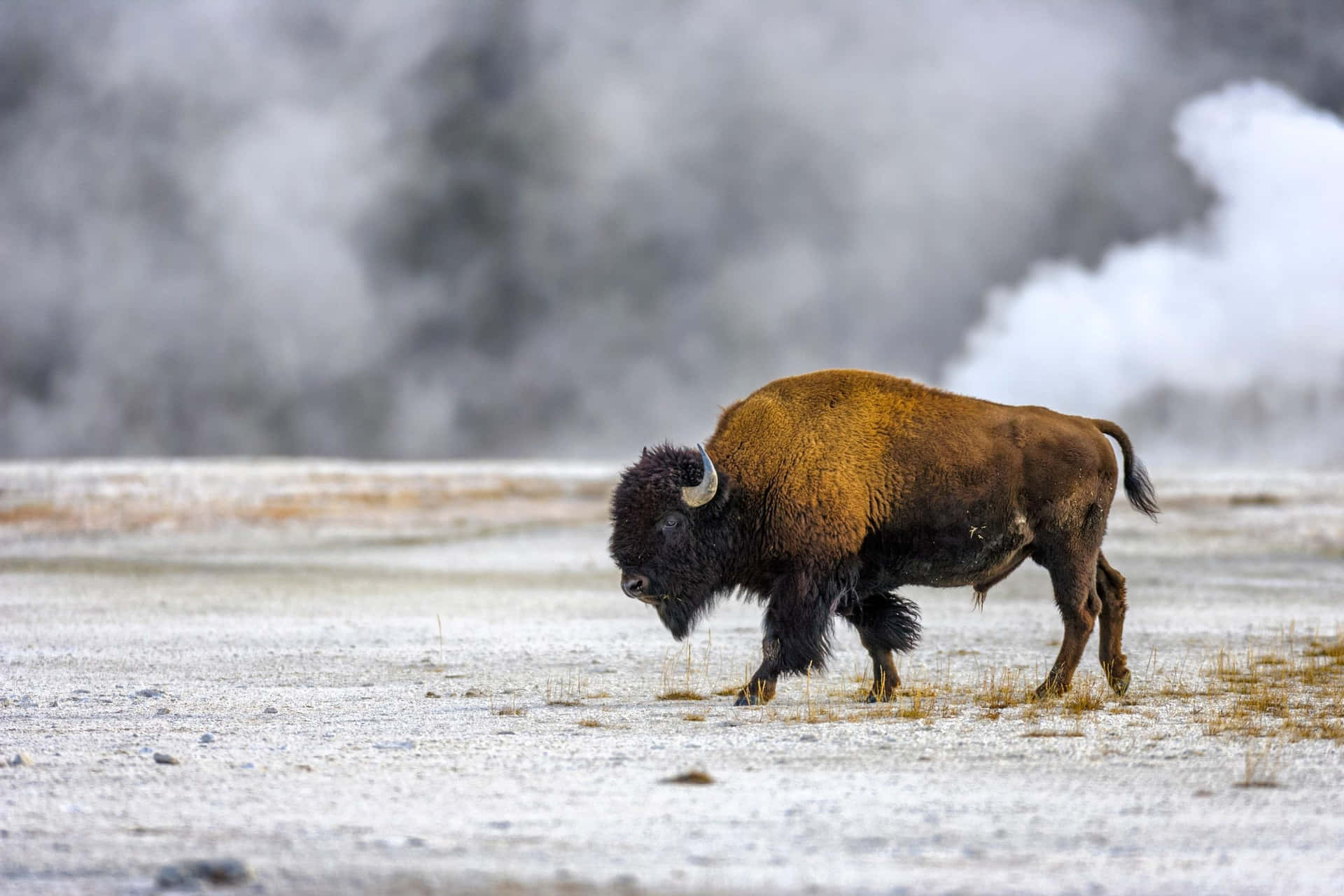 Bisonin Winter Steam Vents Background