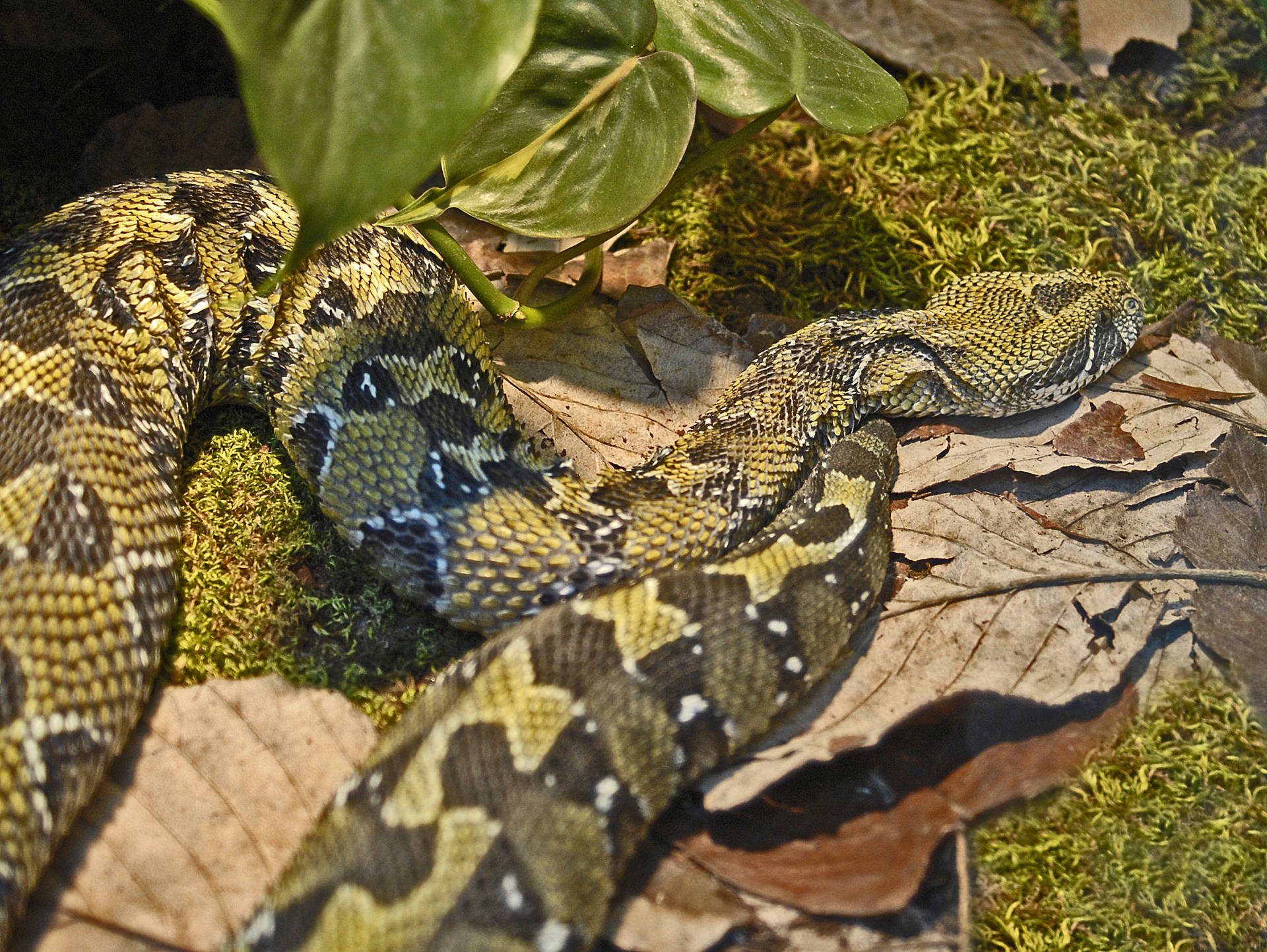 Bitis Mountain Viper Common Name