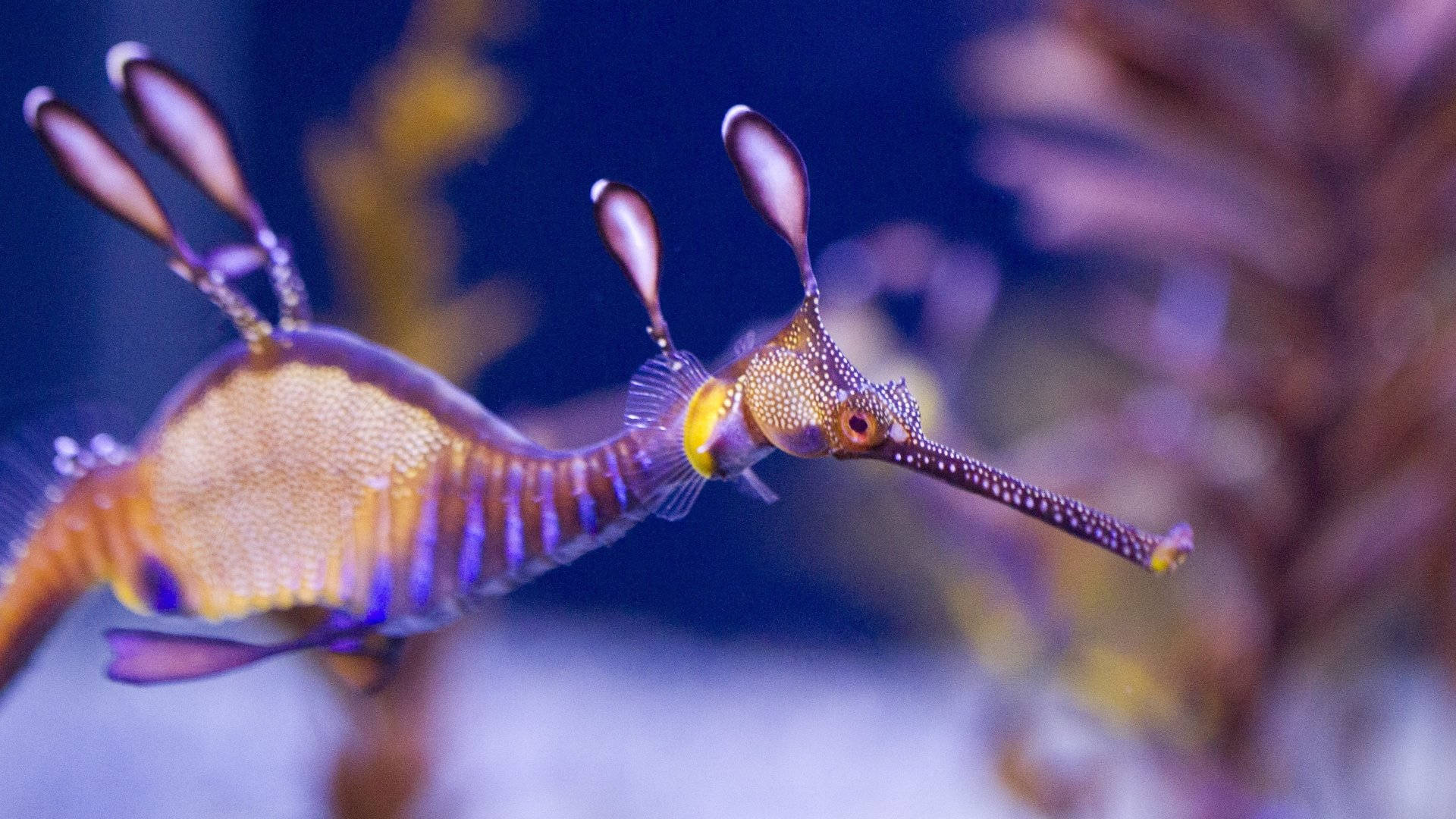 Bizarre Leafy Seahorse