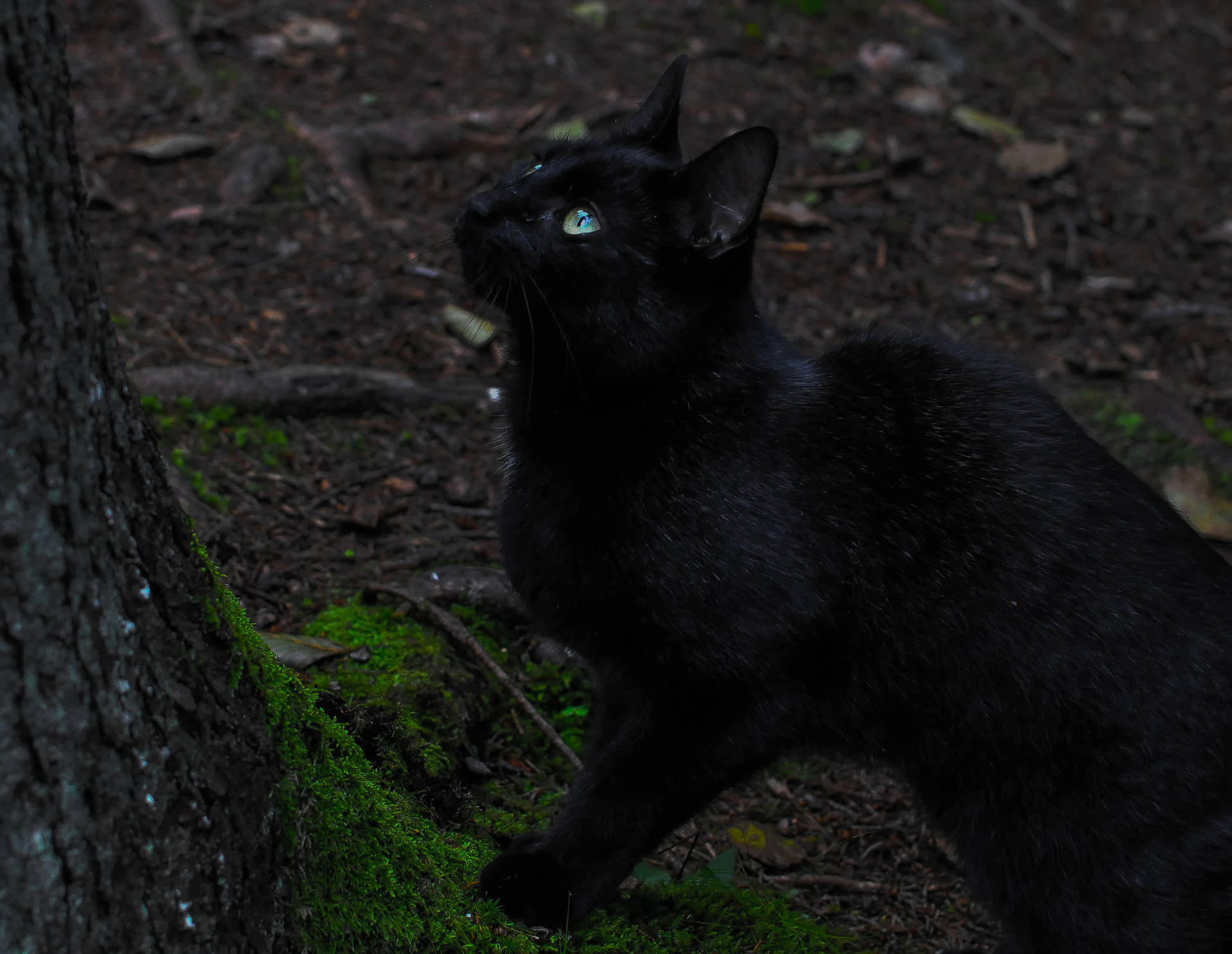 Black Aesthetic Cat Beside Tree Background