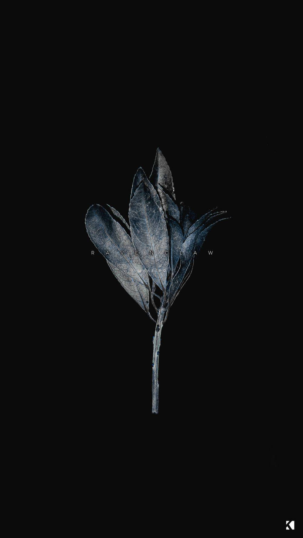 Black Aesthetic Iphone Dried Plant Background