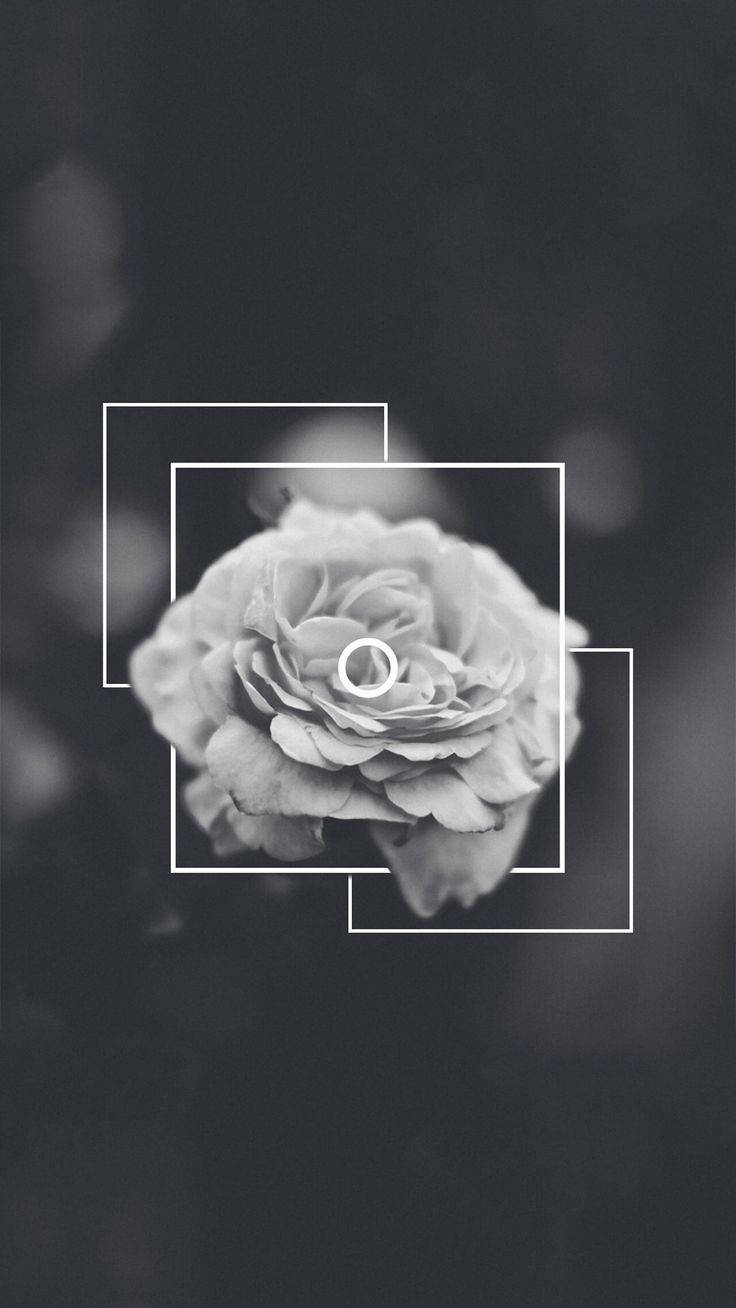 Black Aesthetic Iphone Rose Flower Background