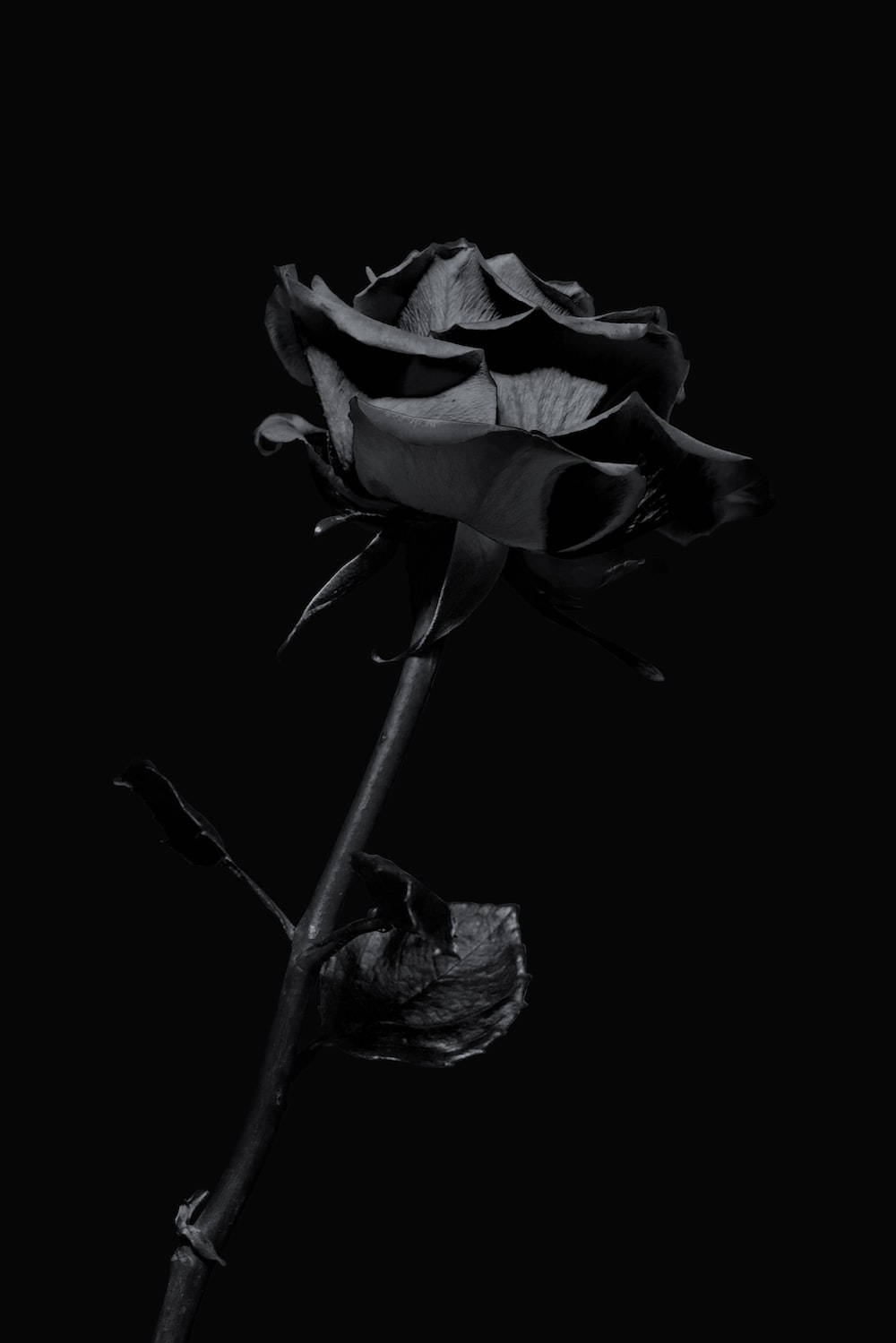 Black Aesthetic Iphone Rose Flower Background