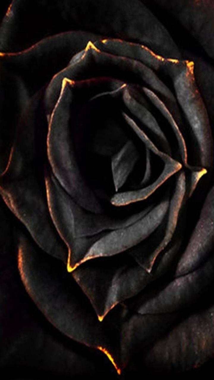 Black Aesthetic Rose Burning