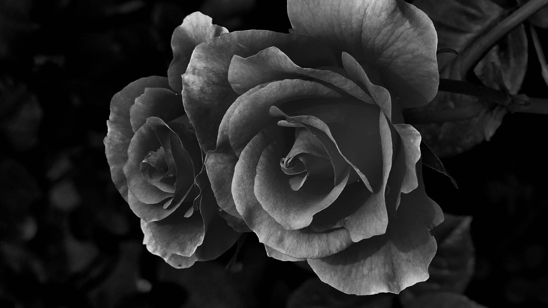 Black Aesthetic Rose Full Bloom Background