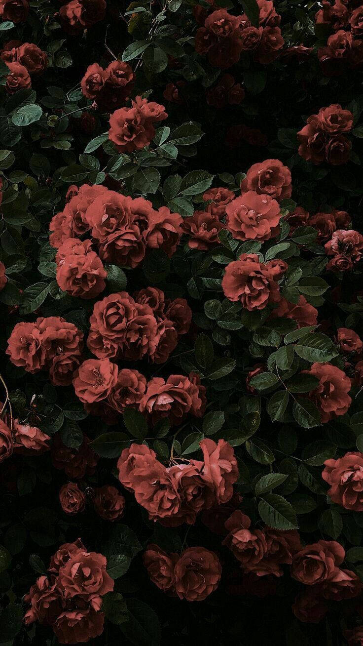 Black Aesthetic Rose Garden Background