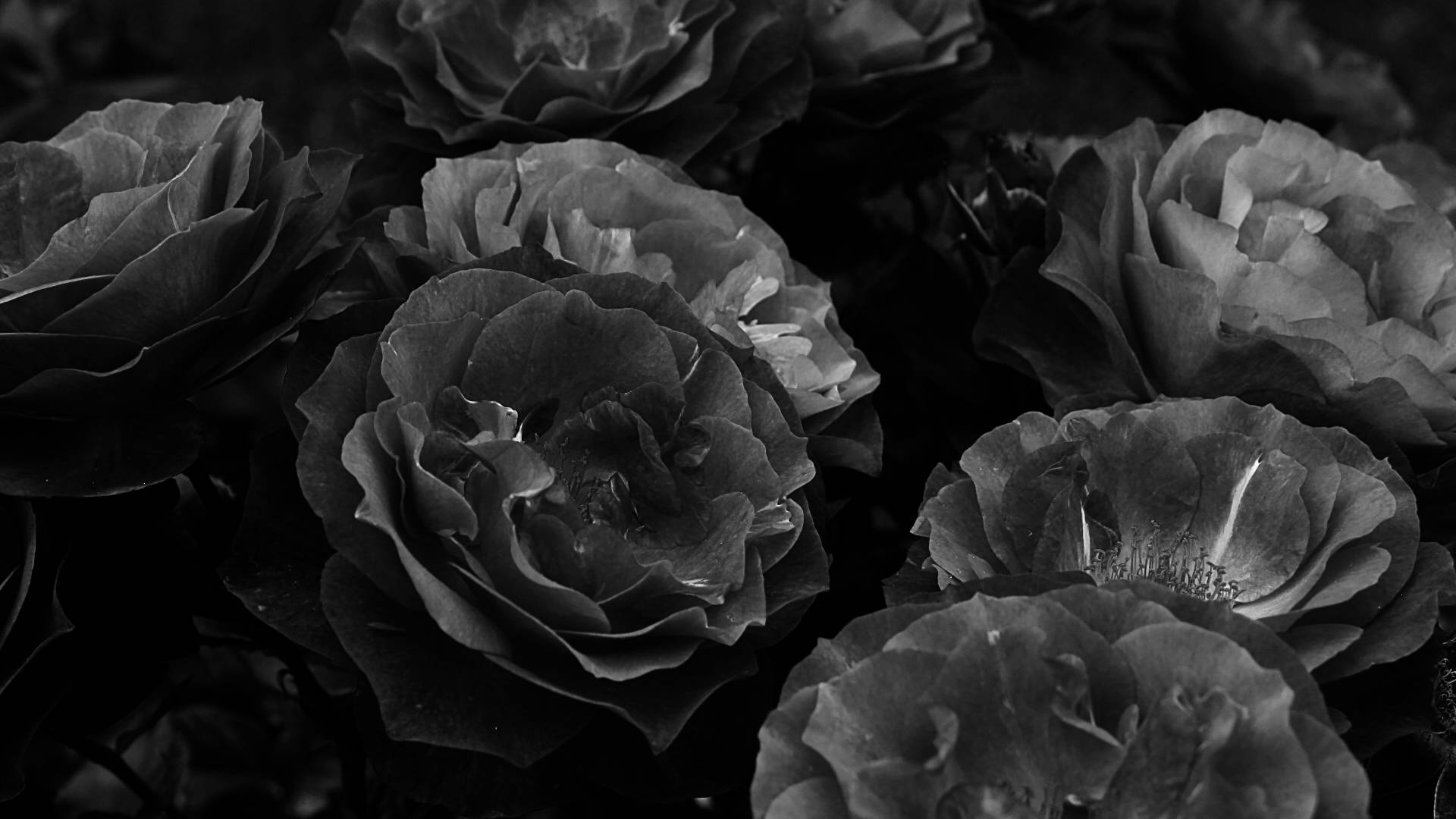 Black Aesthetic Rose Grayscale Bouquet Background