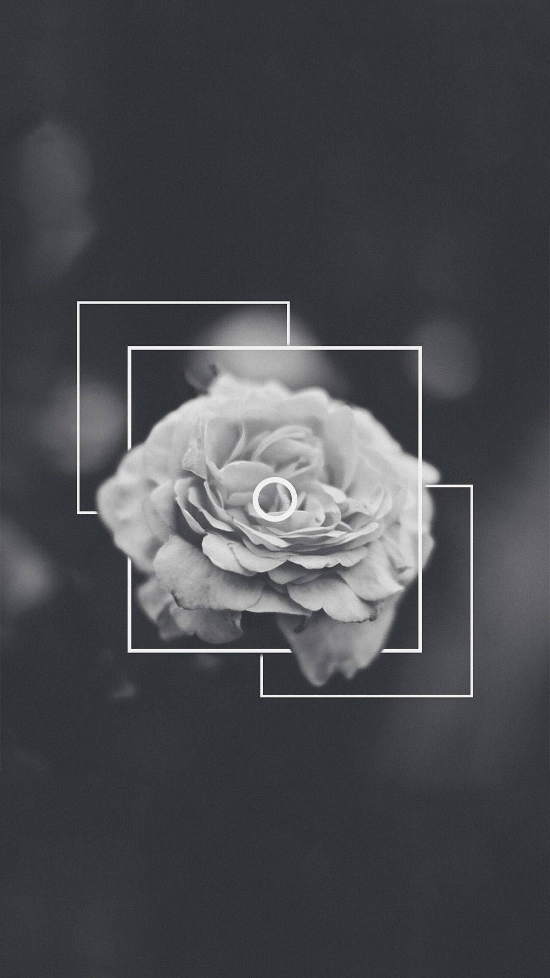 Black Aesthetic Rose Grayscale Background