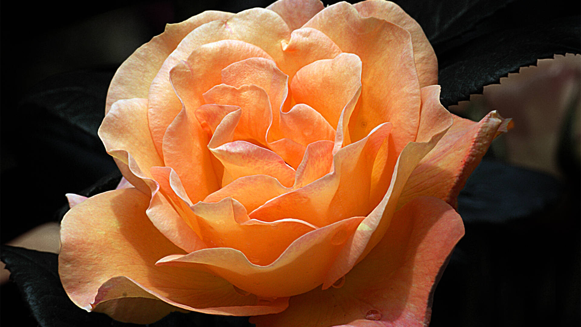 Black Aesthetic Rose Hybrid Tea Background