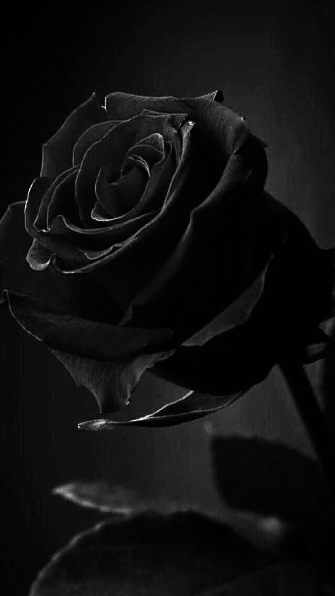 Black Aesthetic Rose In Bloom Background