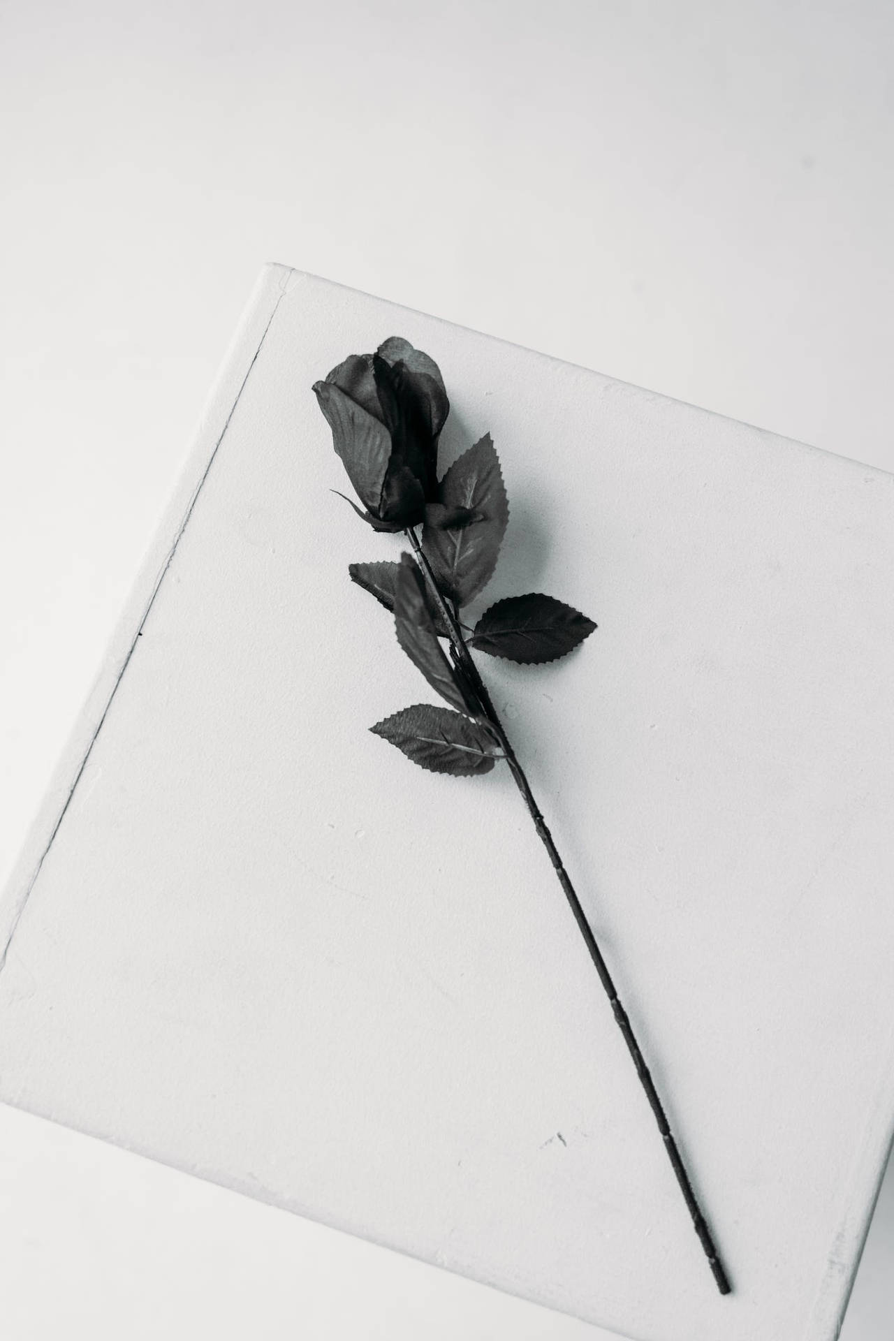 Black Aesthetic Rose On White Paper Background