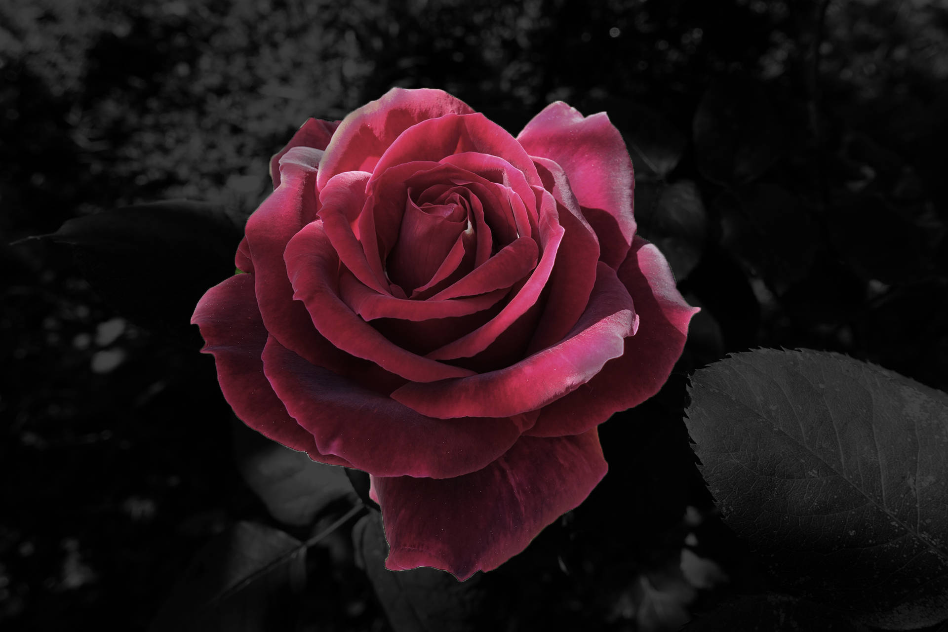 Black Aesthetic Rose Pink Background