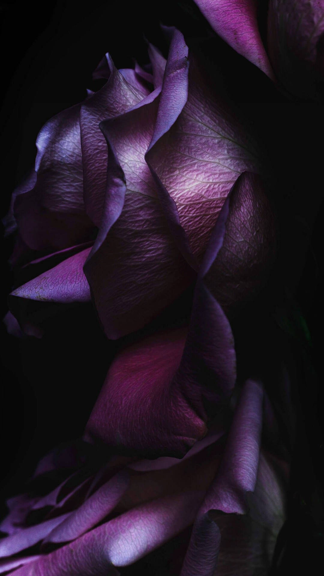 Black Aesthetic Rose Purple Petals Background