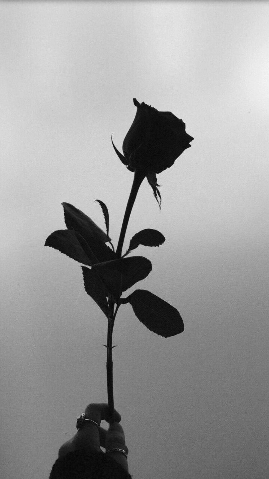 Black Aesthetic Rose Silhouette Background