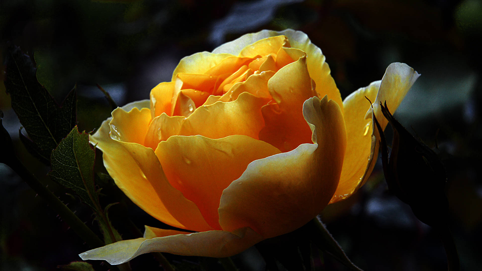 Black Aesthetic Rose Yellow Background