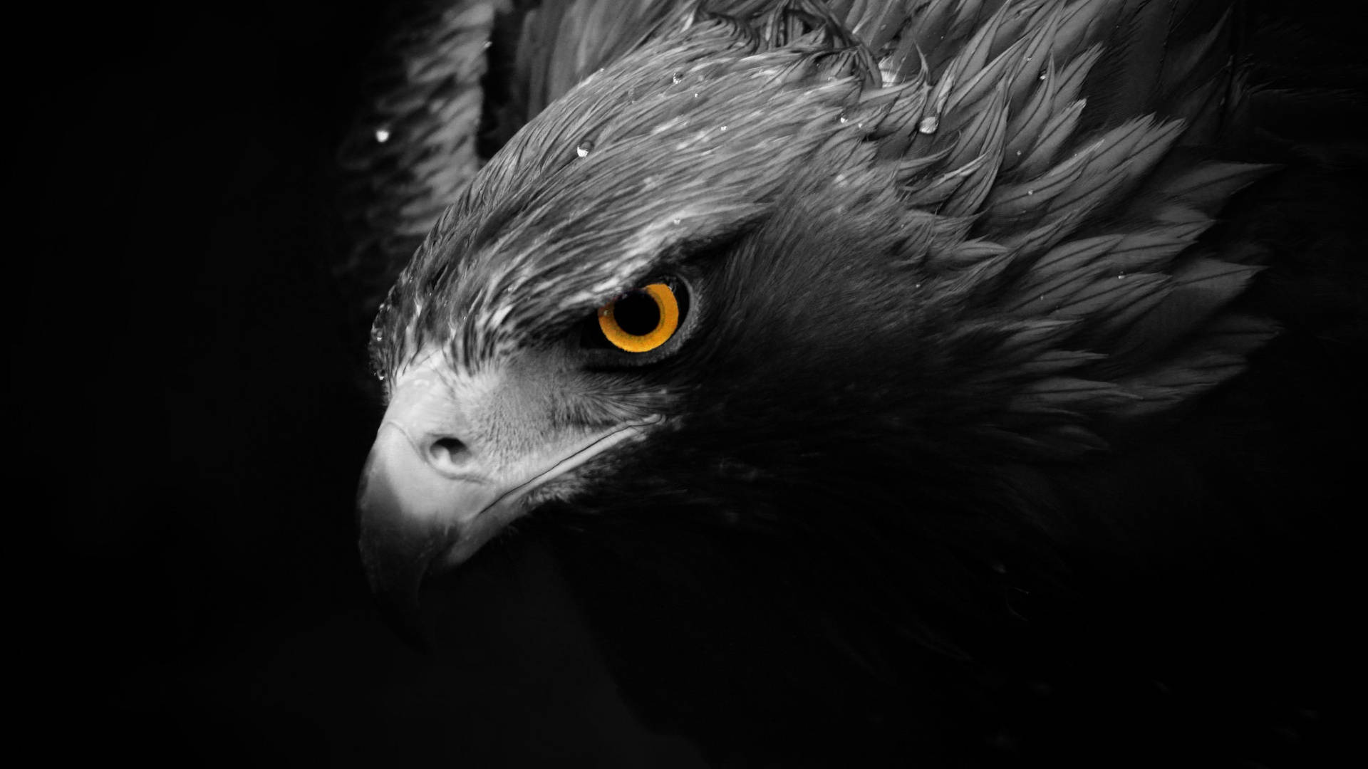 Black Aguila Face Close-up Background