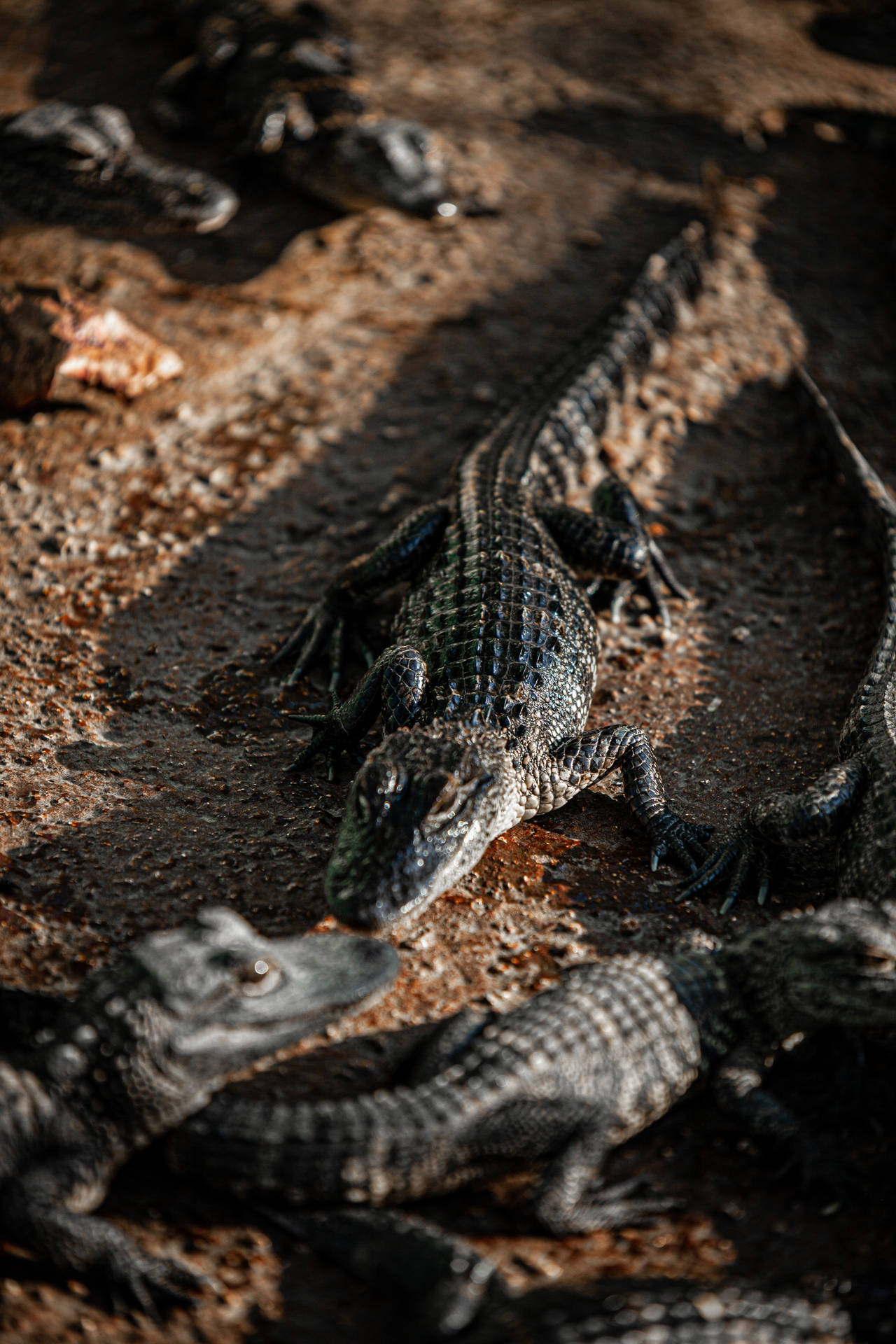 Black Alligator Reptiles Phone Background