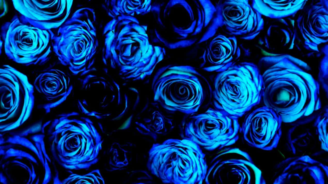Black And Blue Blue Roses