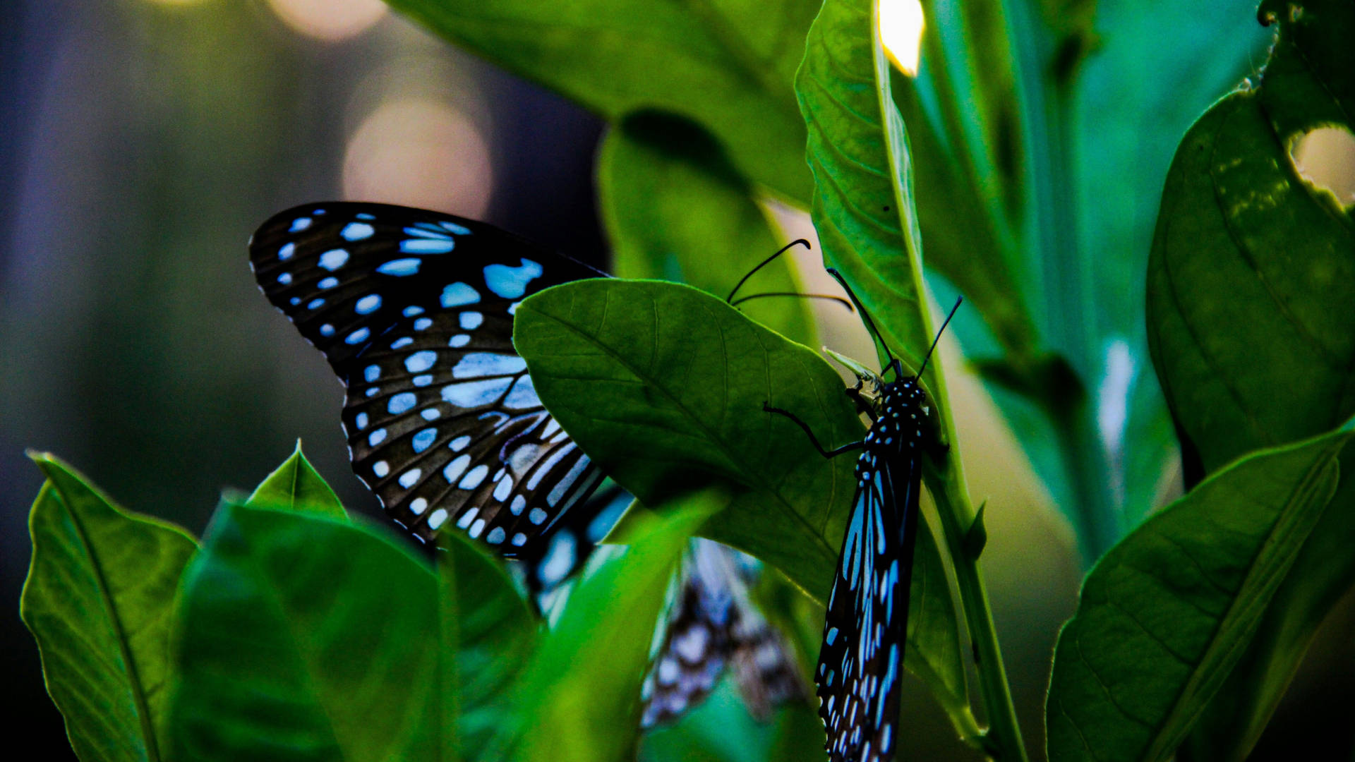 Black And Blue Butterfly Aesthetic Background