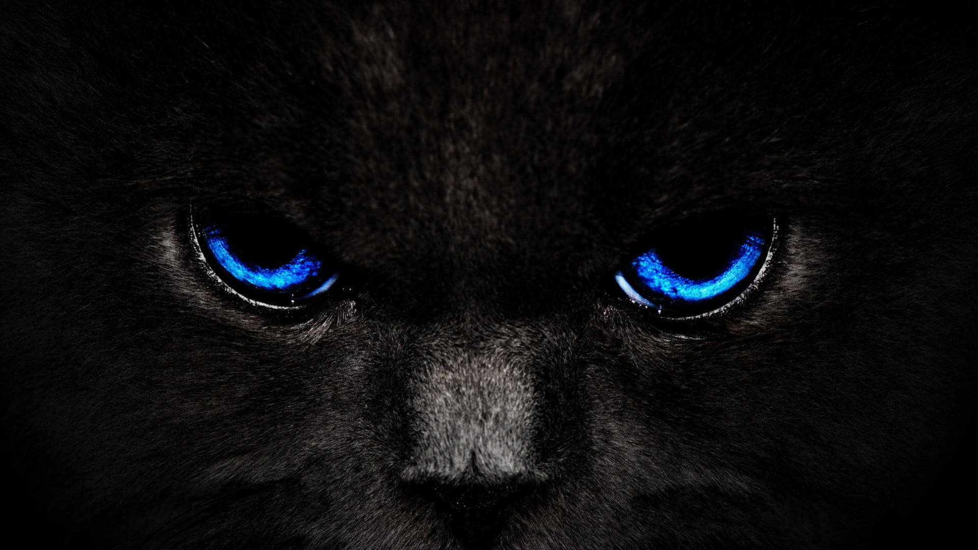 Black And Blue Fierce Cat Background