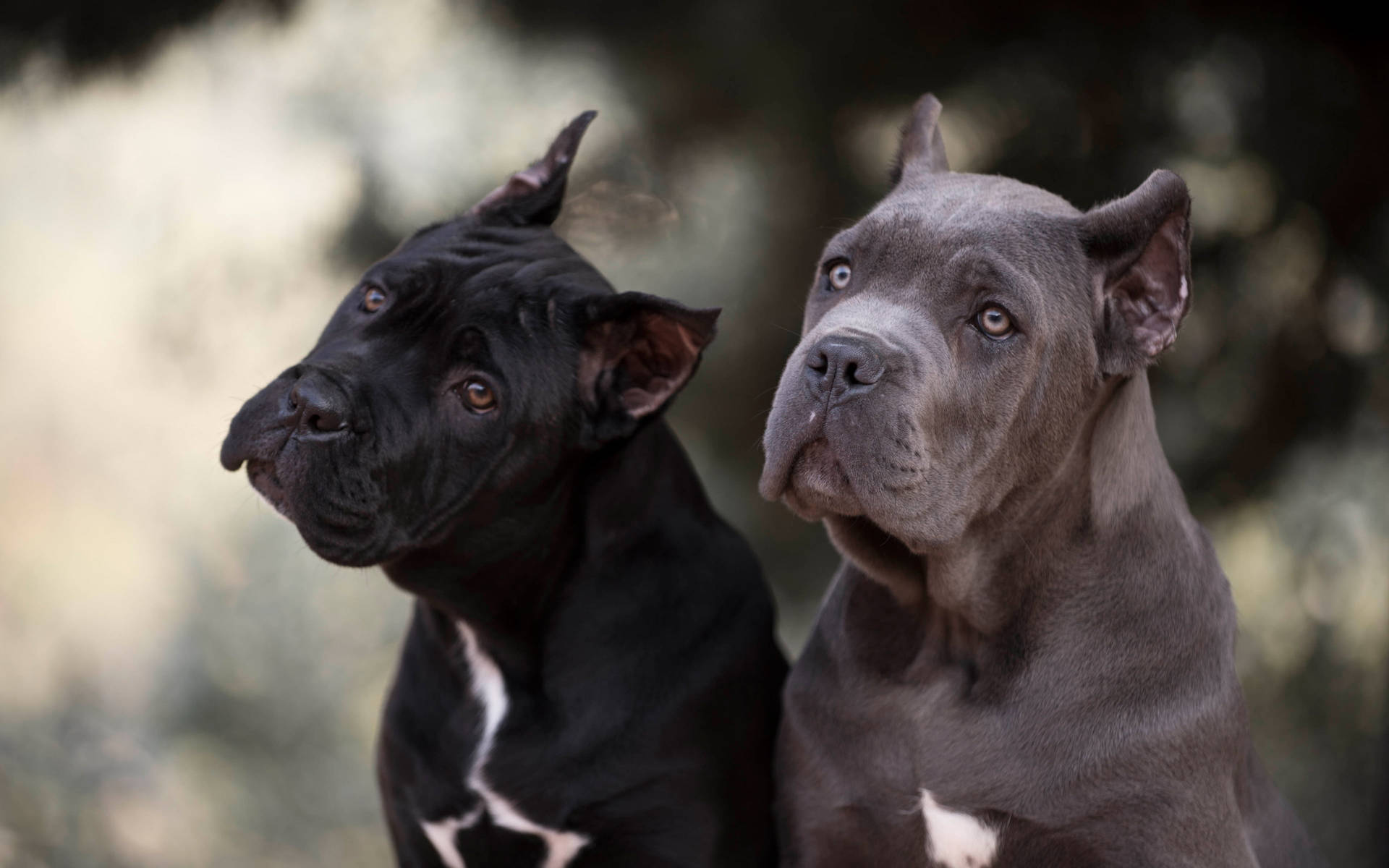 Black And Brown Cane Corso Dogs Background