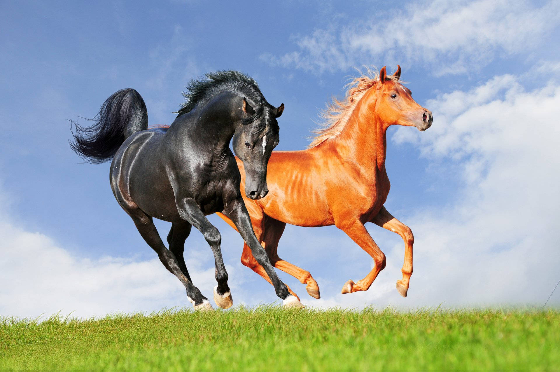 Black And Brown Running Horse Background