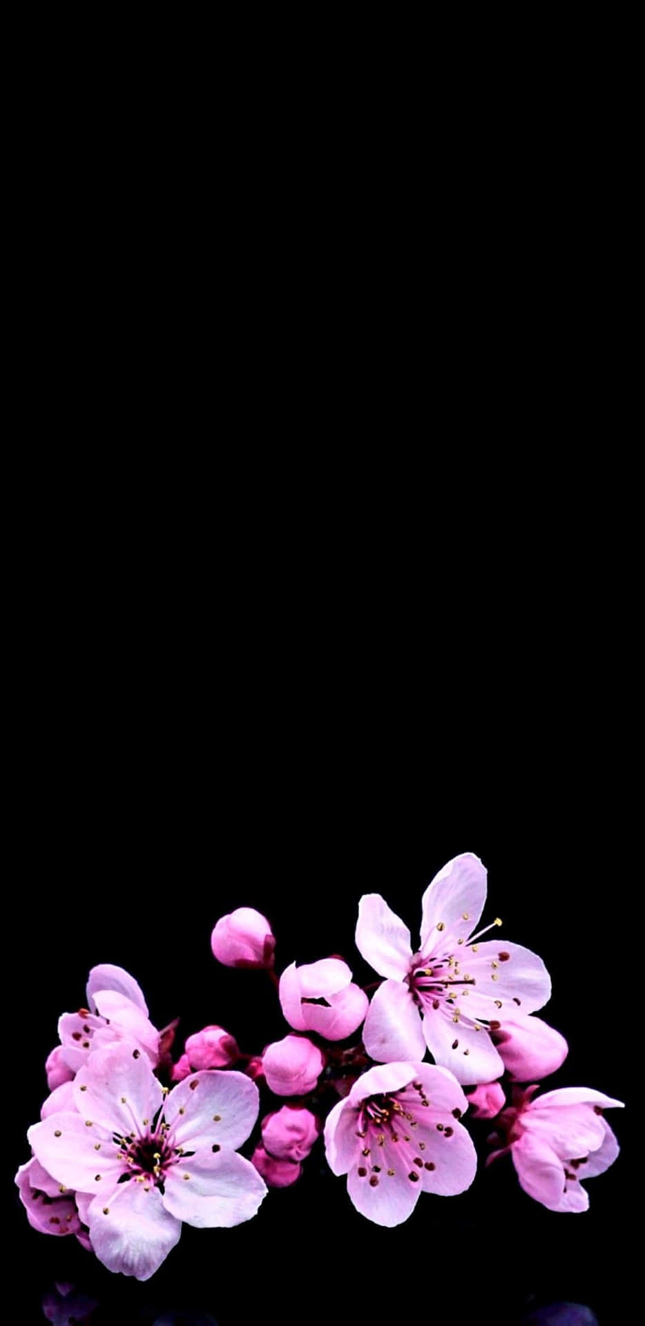 Black And Dark Cherry Blossom Background