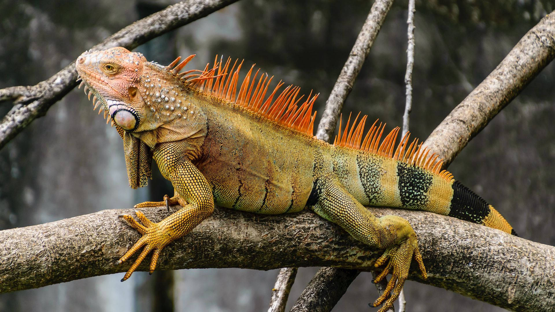 Black And Green Iguana Background