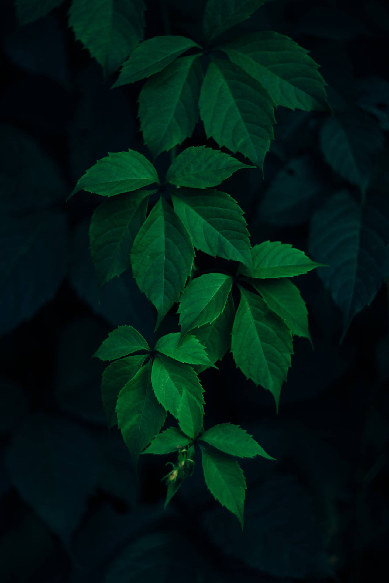 Black And Green Leaves Background