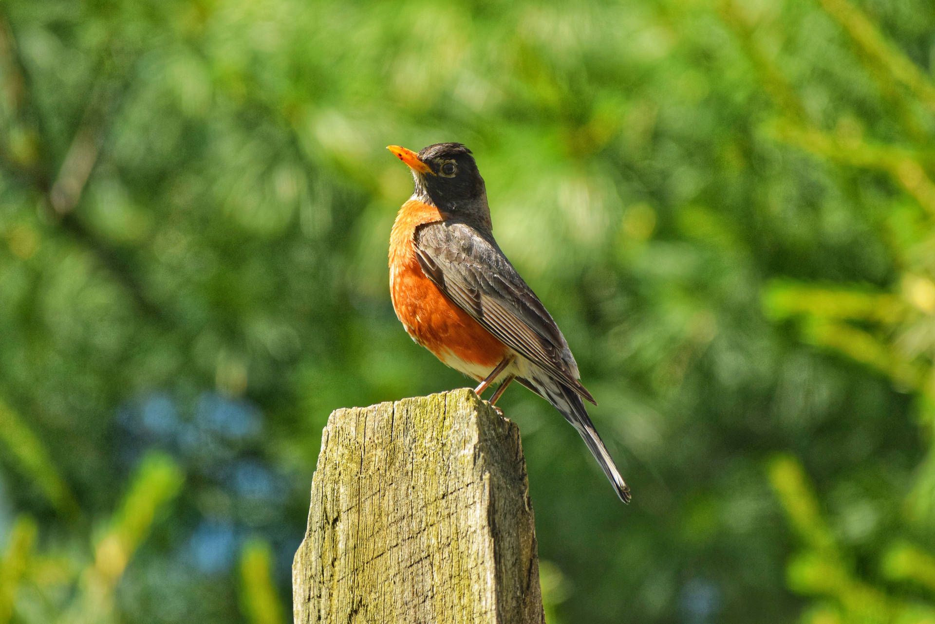 Black And Orange Beautiful Birds